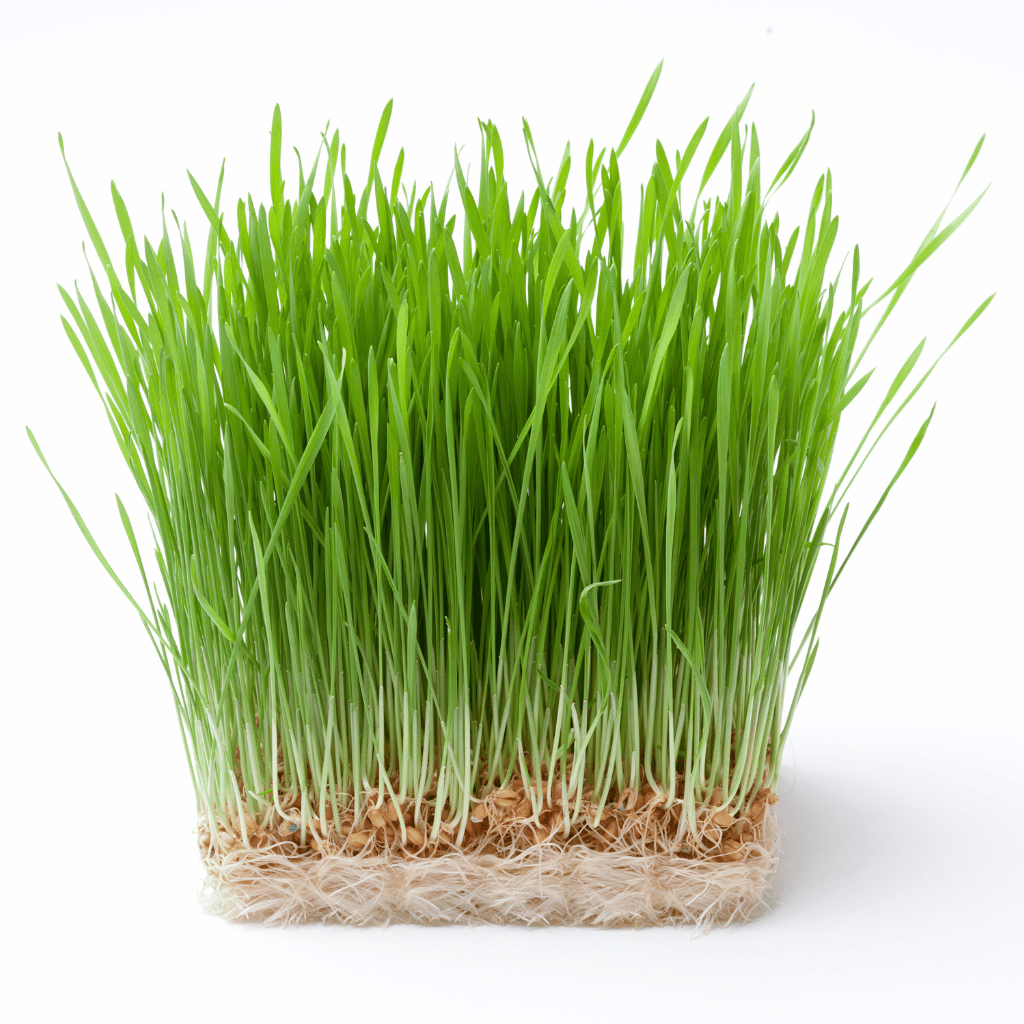 Wheatgrass.png