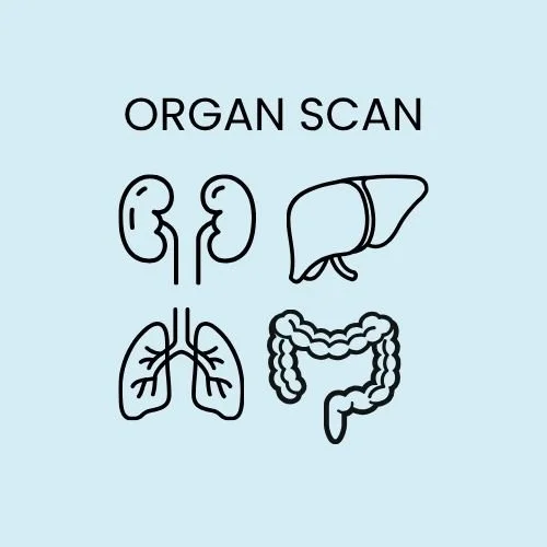 organ.jpg