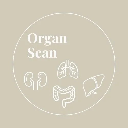 organ.jpg