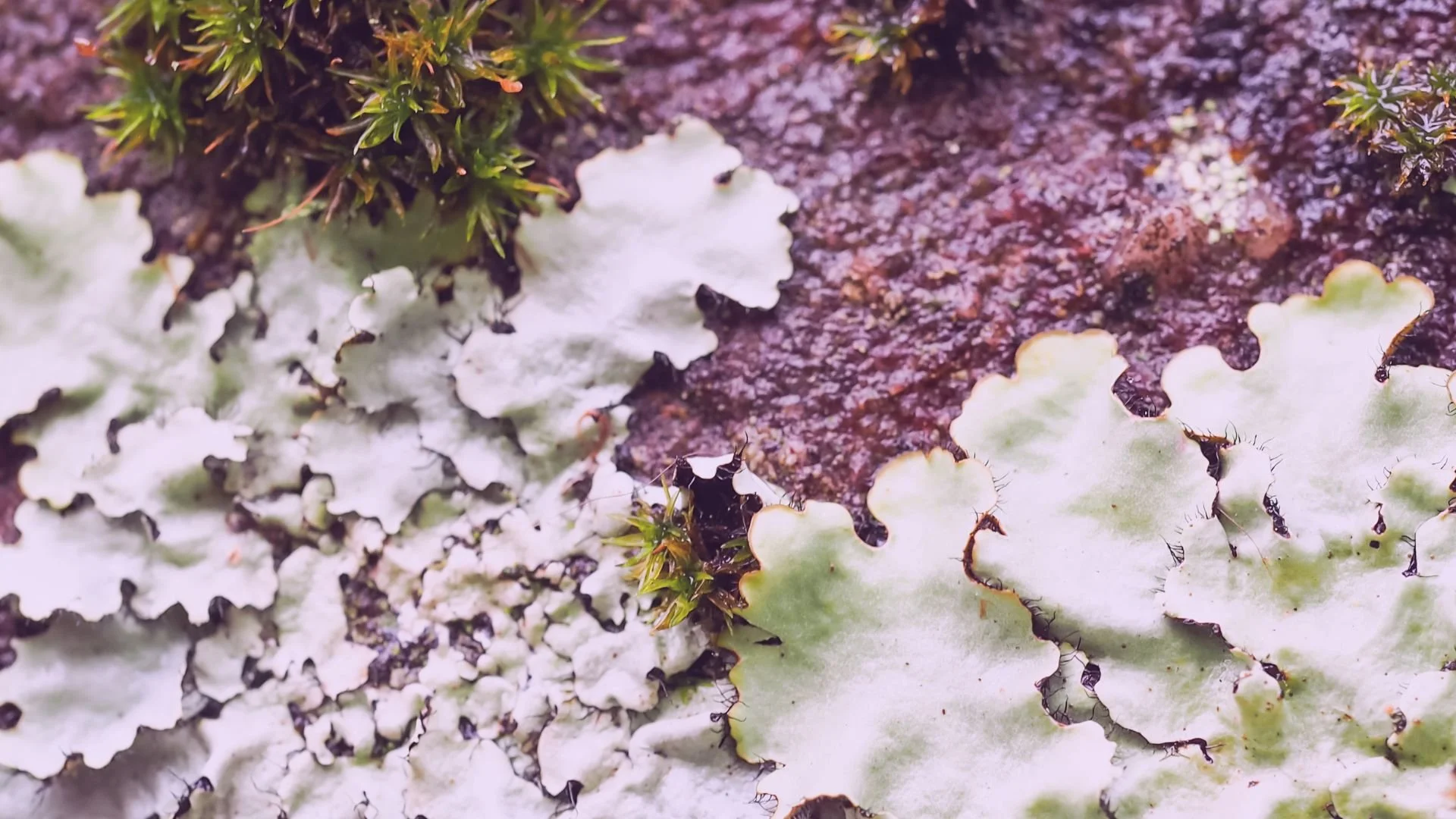 Untitled design (5).jpg