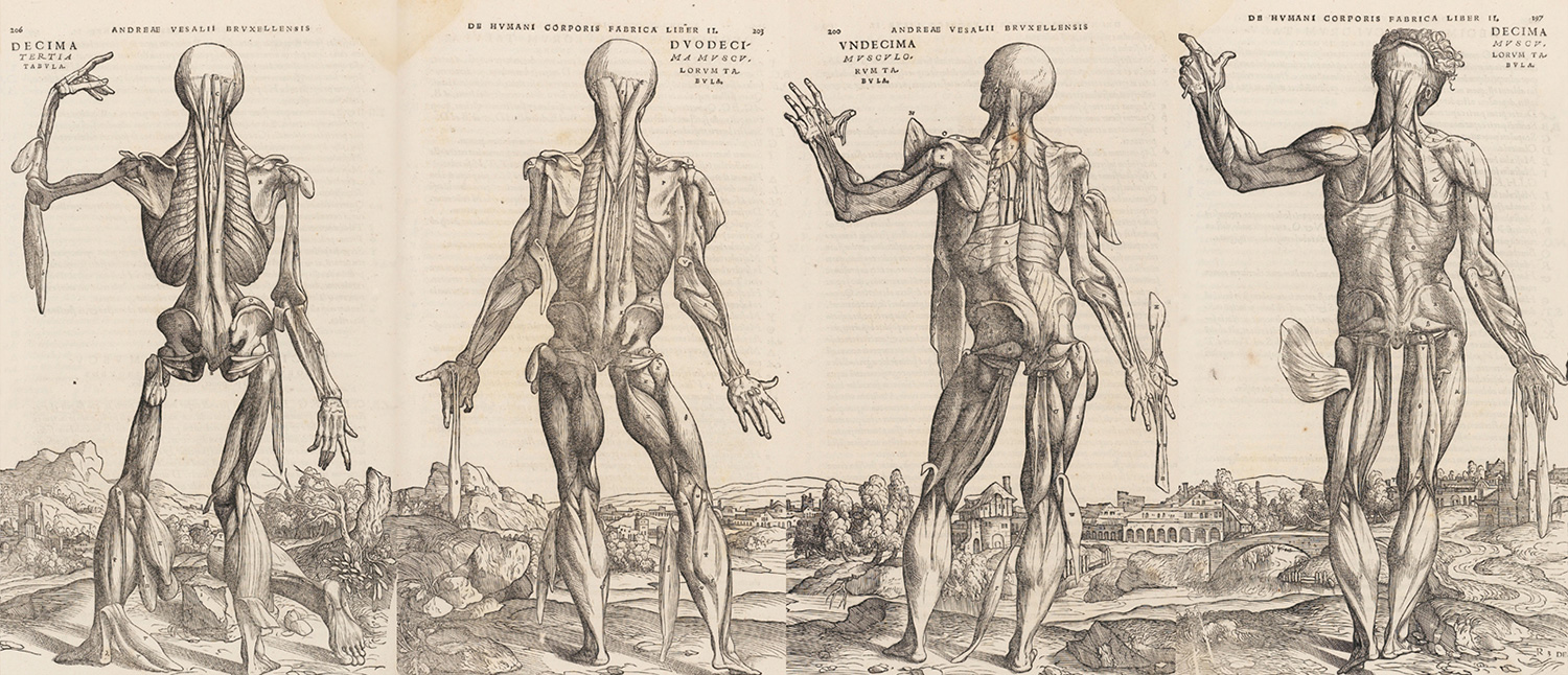Tekening van Vesalius