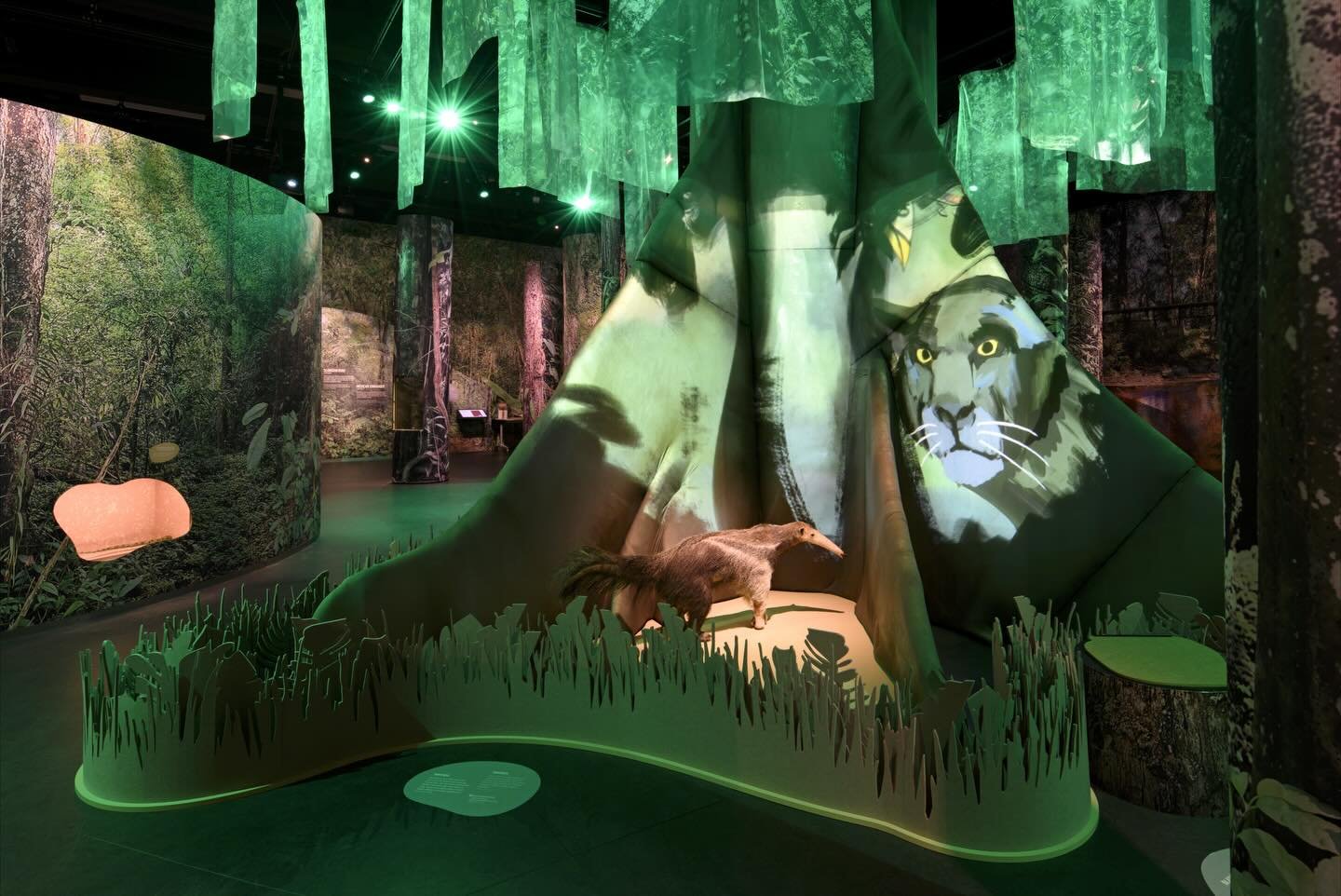 As promised, here&rsquo;s a closer look at &ldquo;The Forest of Suriname&rdquo; at @naturalismuseum &ndash; an exhibition that lets visitors explore Suriname&rsquo;s forest through the eyes of its many inhabitants. 

For this exhibition, we produced 