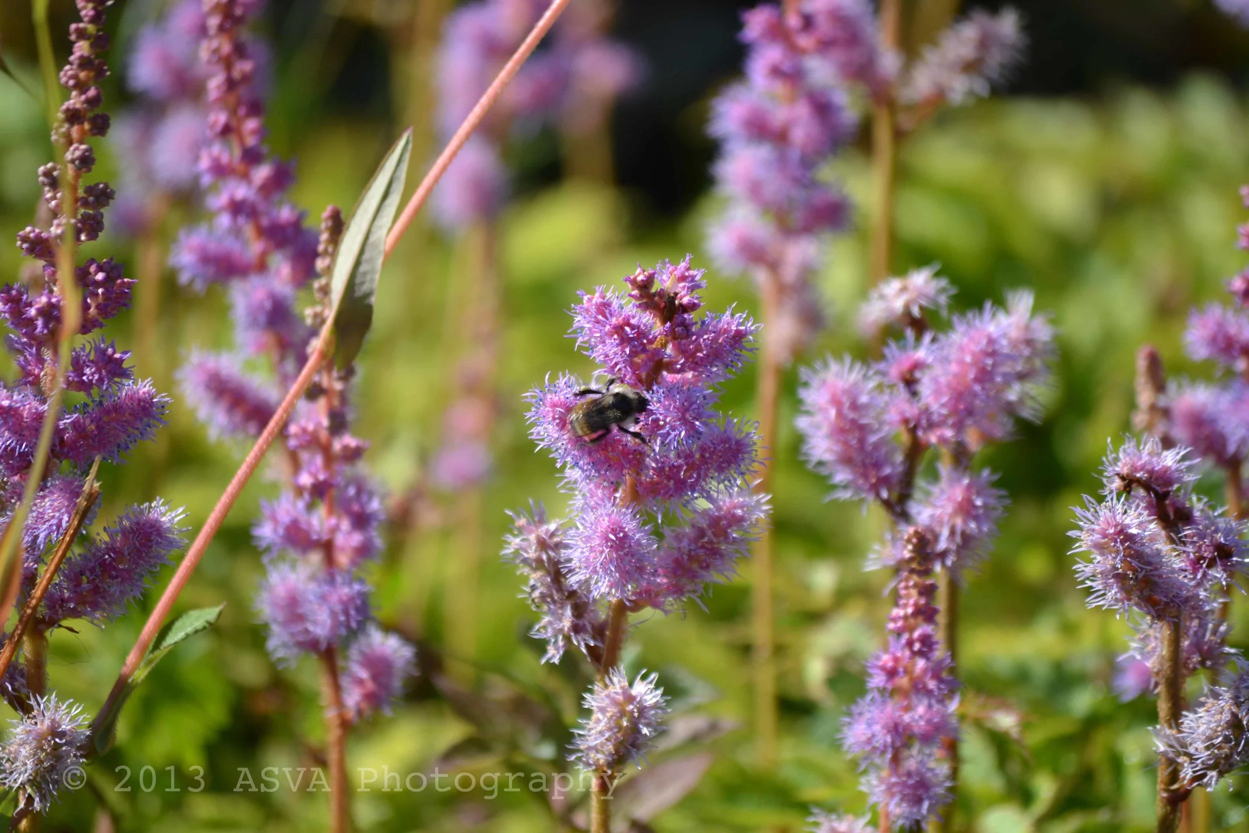 bee.jpg