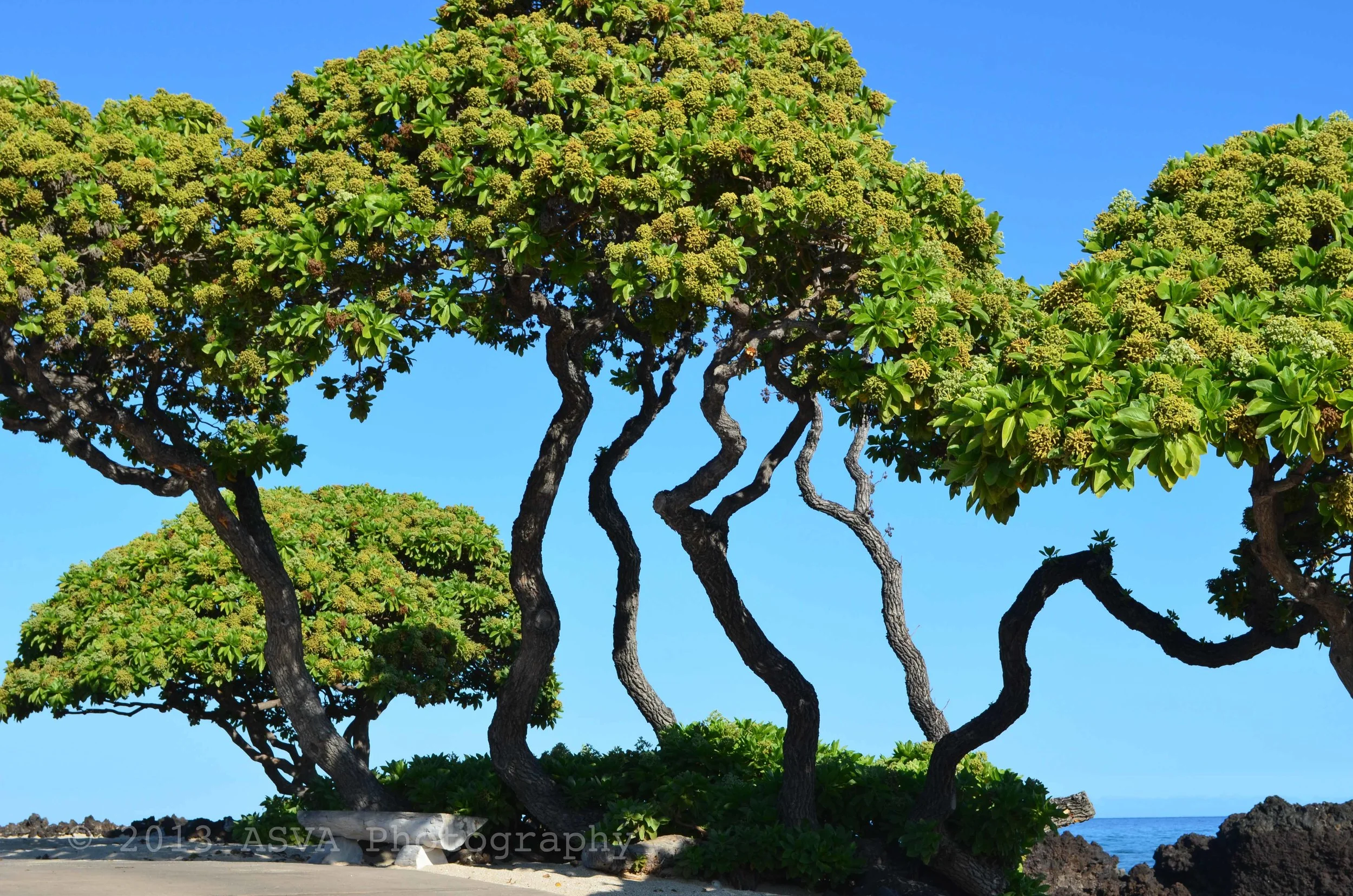 bonzai in hawaii.jpg