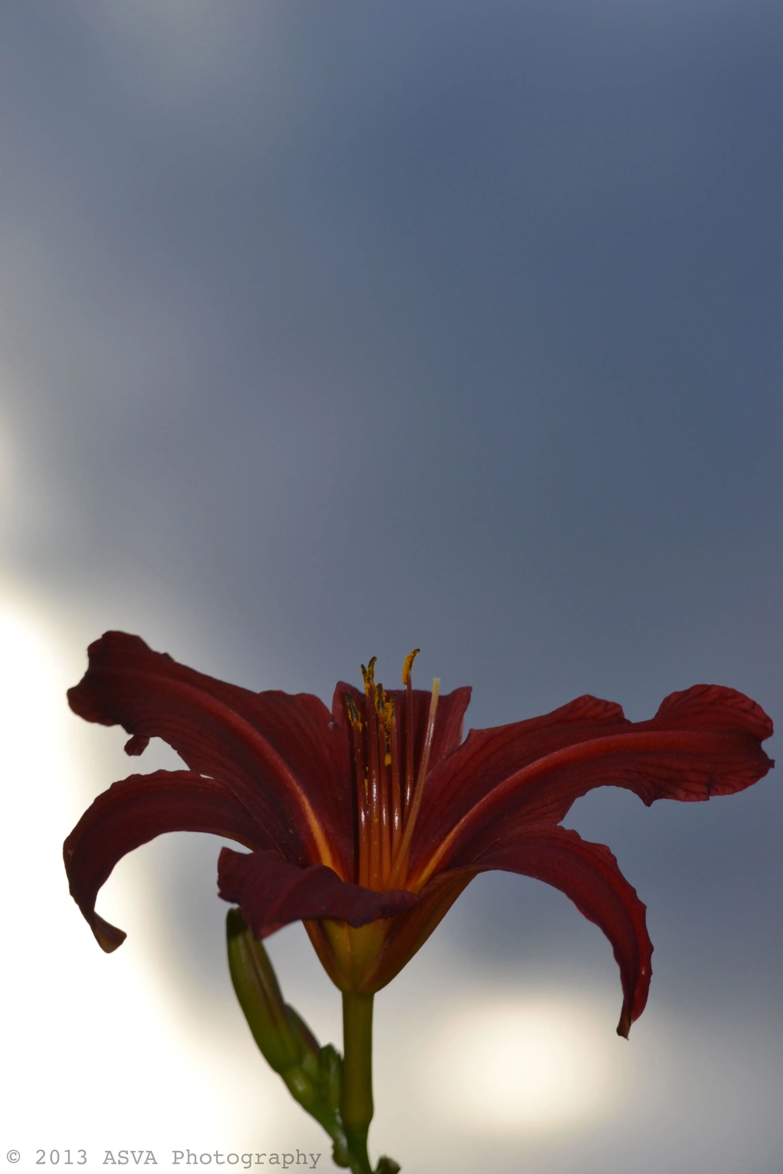 flower against clouds.jpg