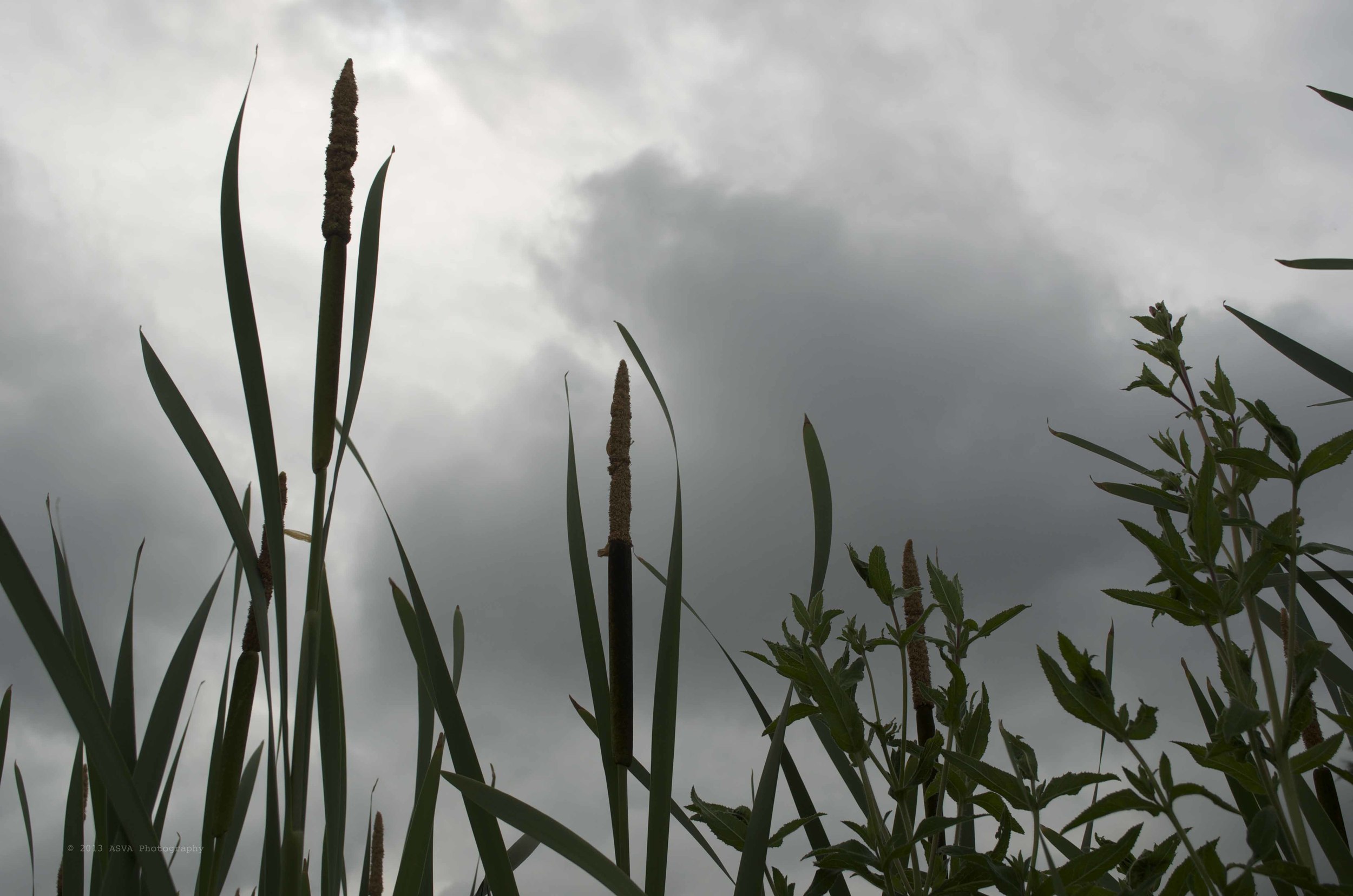 leaves in wind.jpg