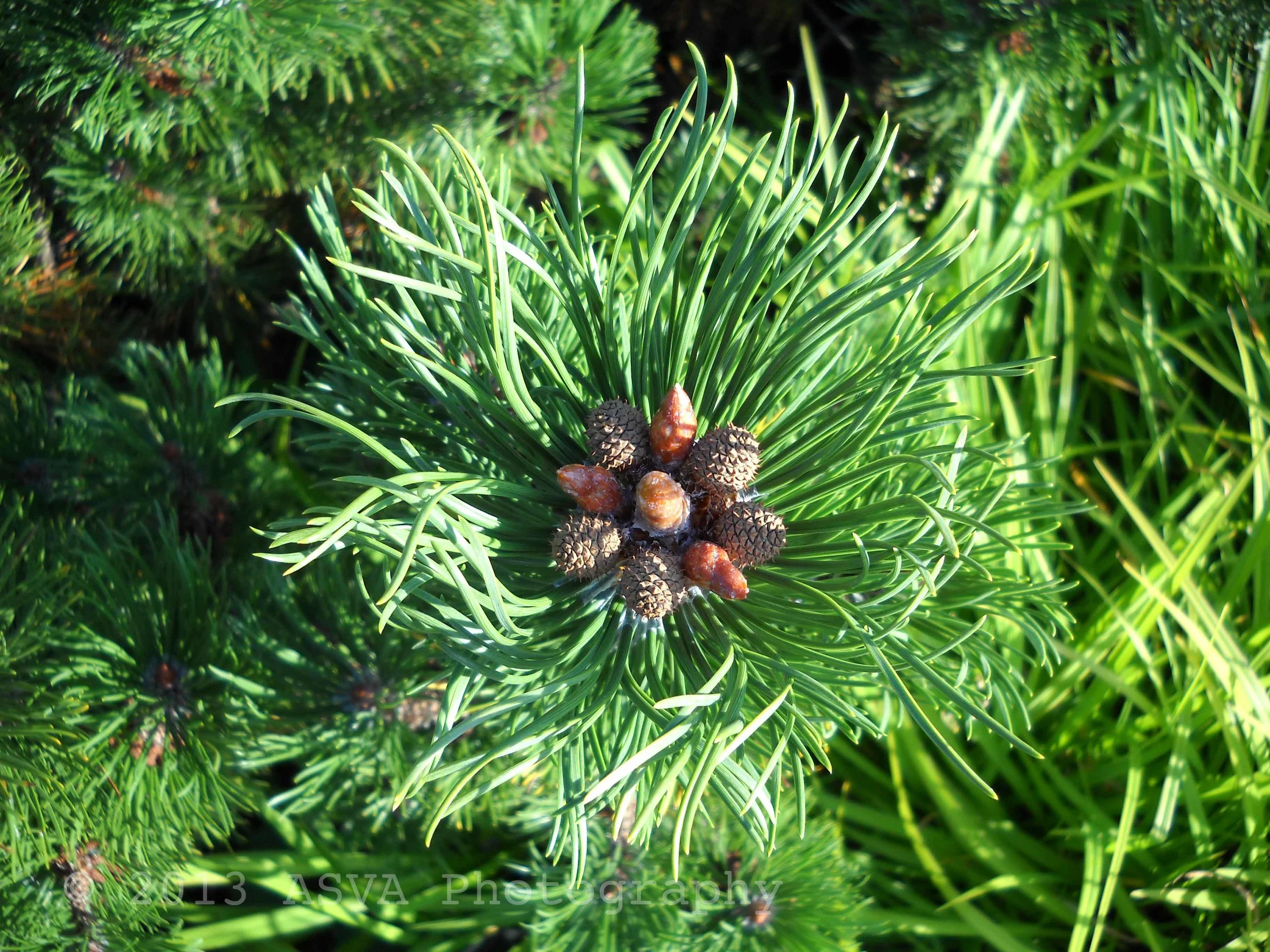 pine flower.jpg