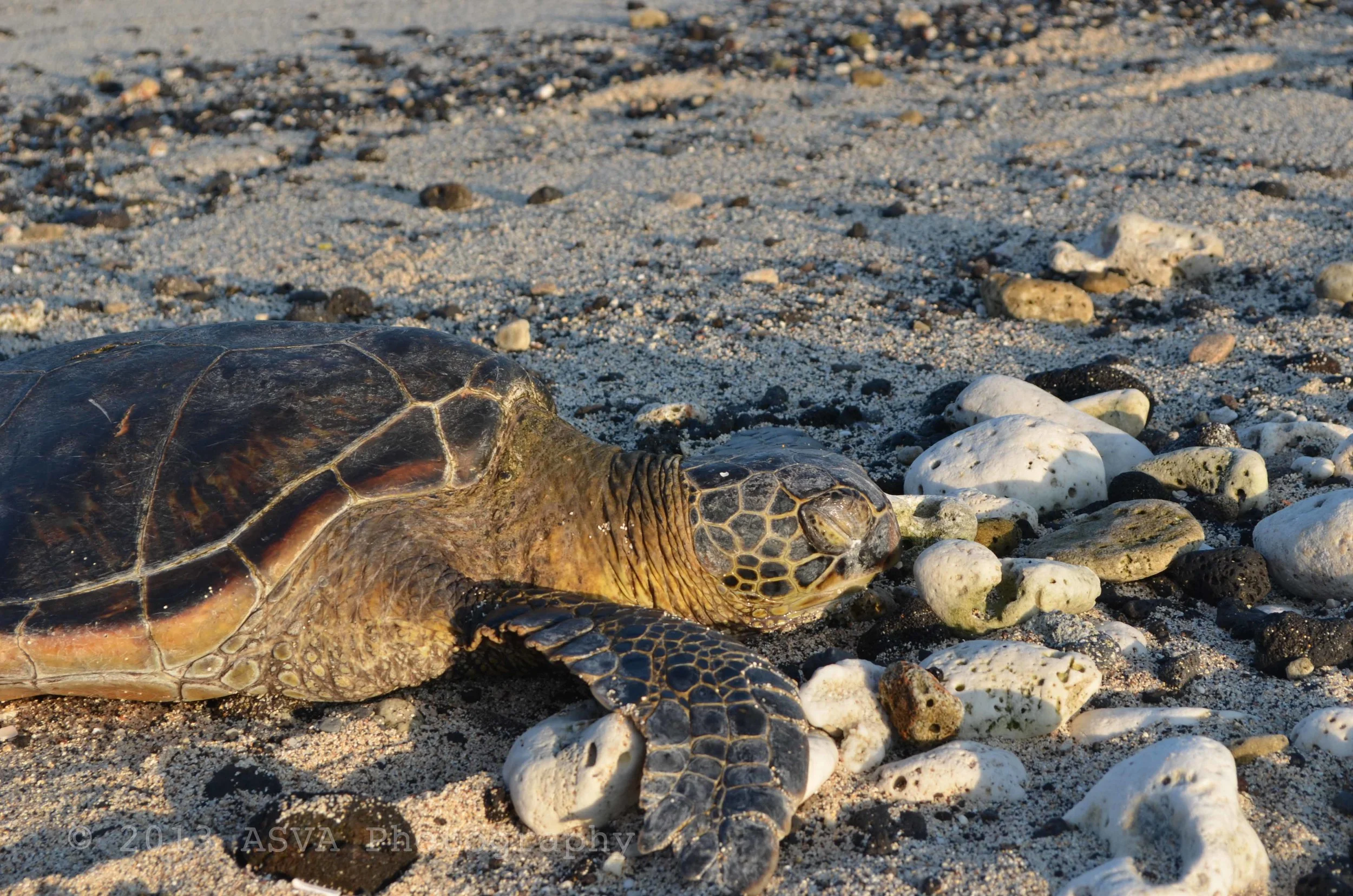 sleeping turtle.jpg