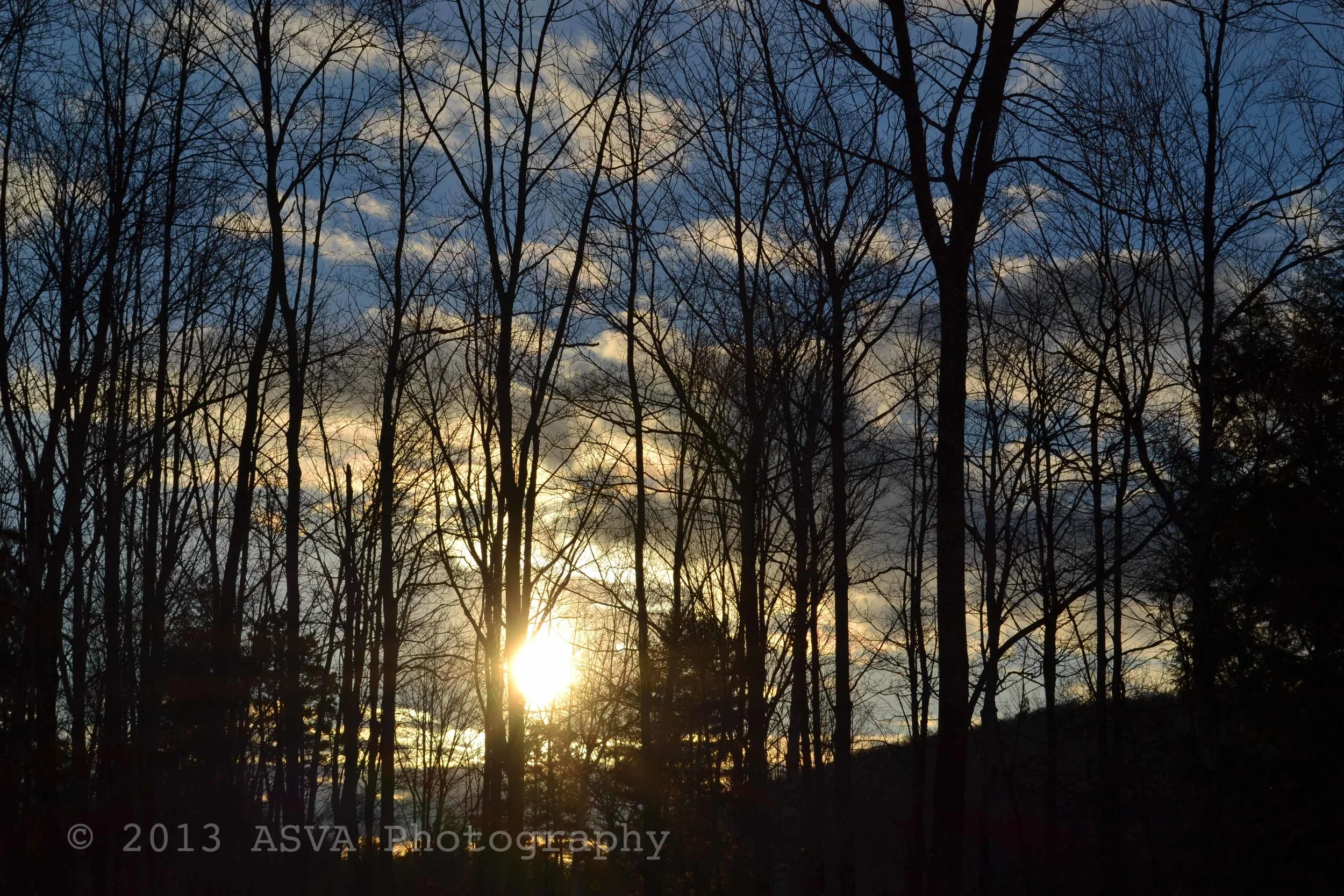 sun through tress.jpg