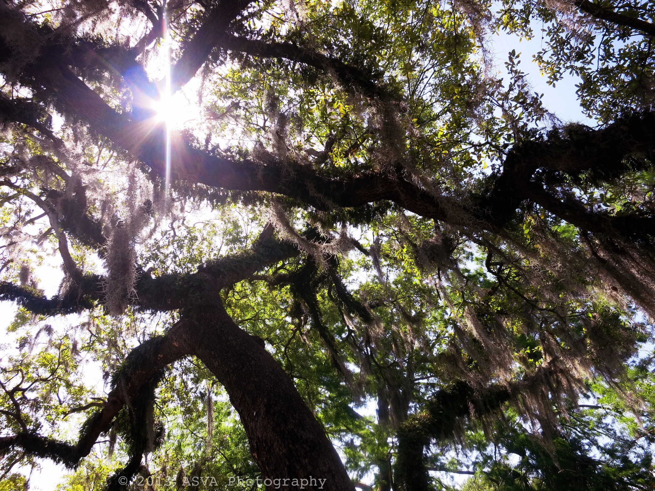 sun through tree copy.jpg