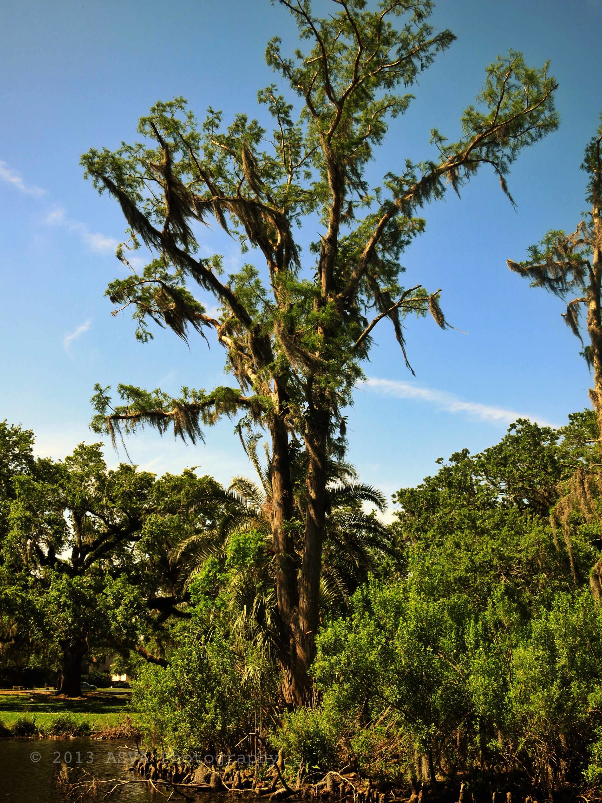 tree in the wind.jpg