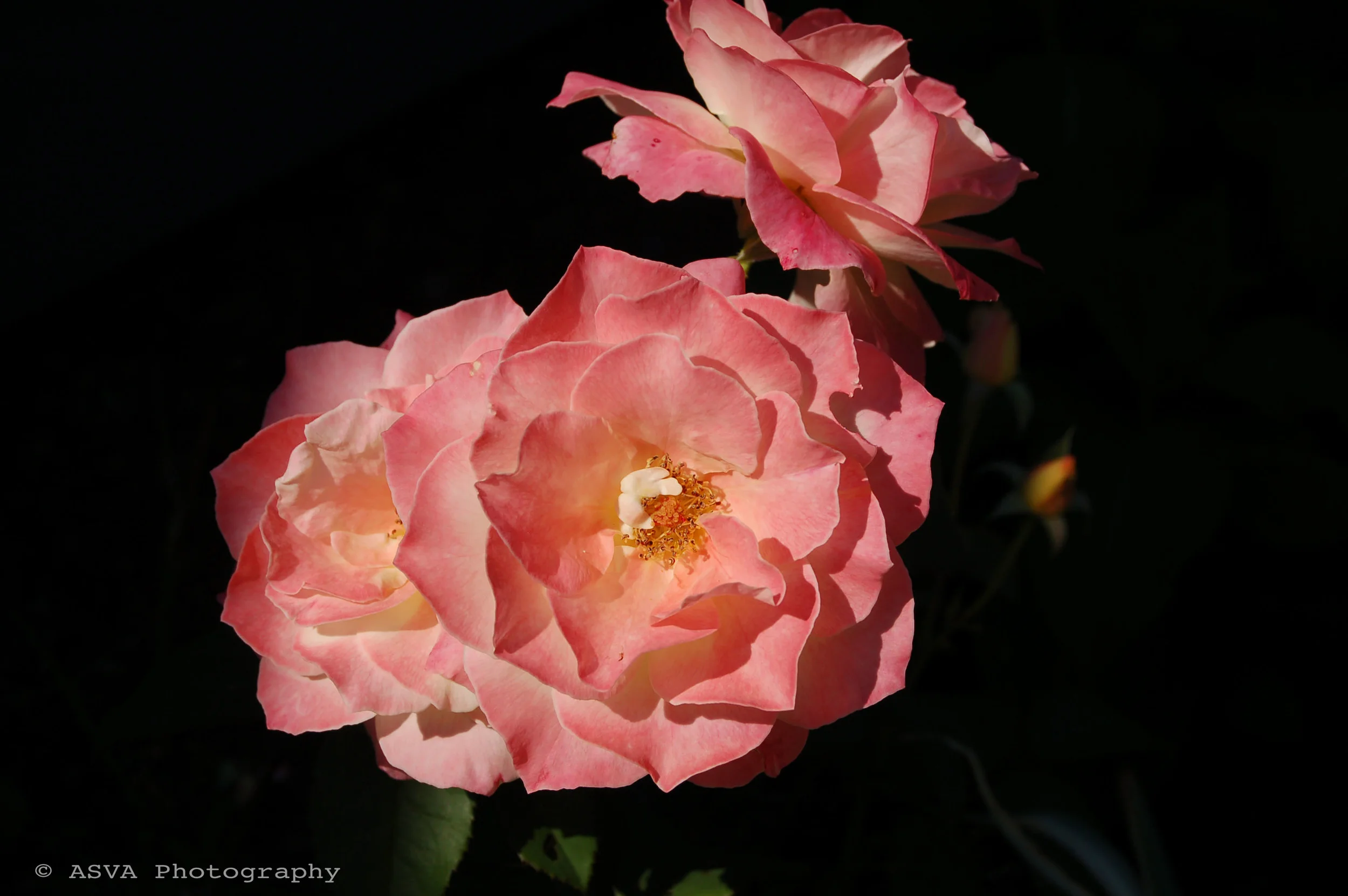 flowers in dark copy.jpg