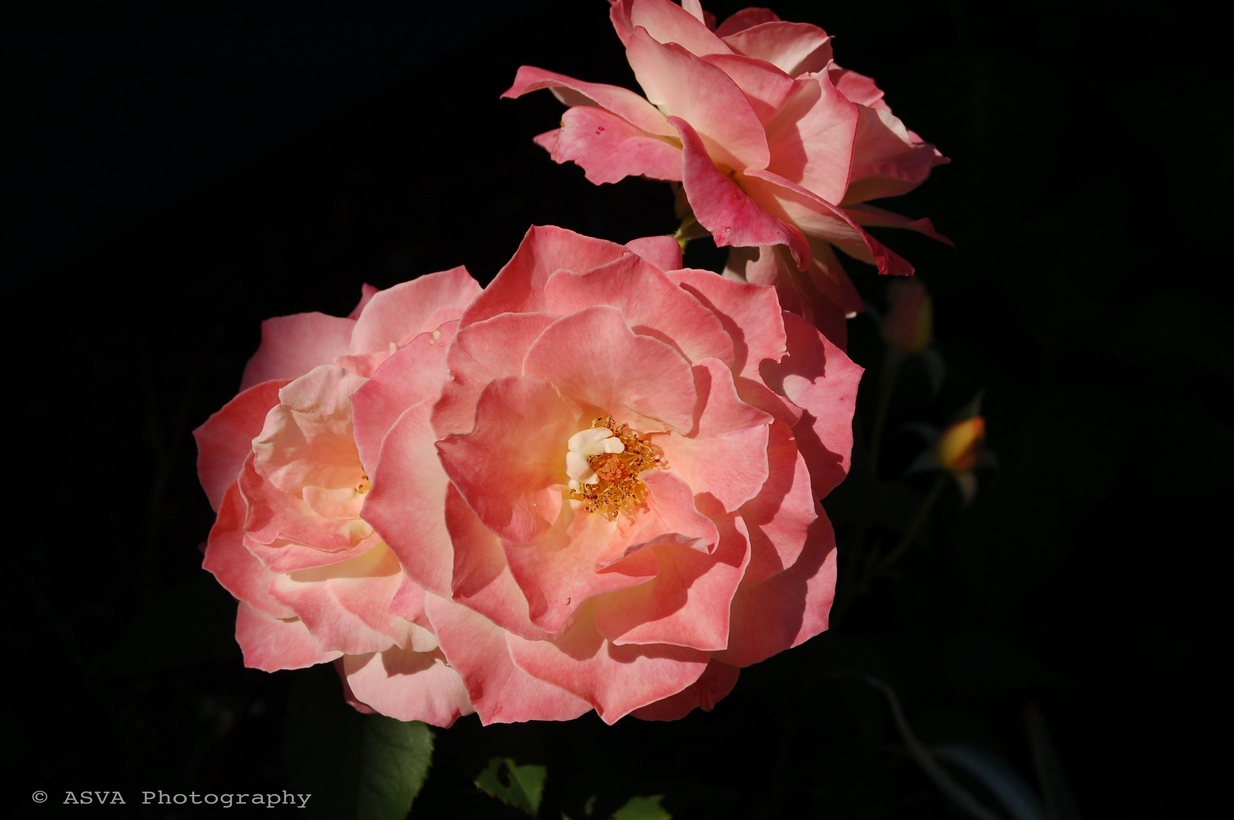 flowers in dark copy.jpg