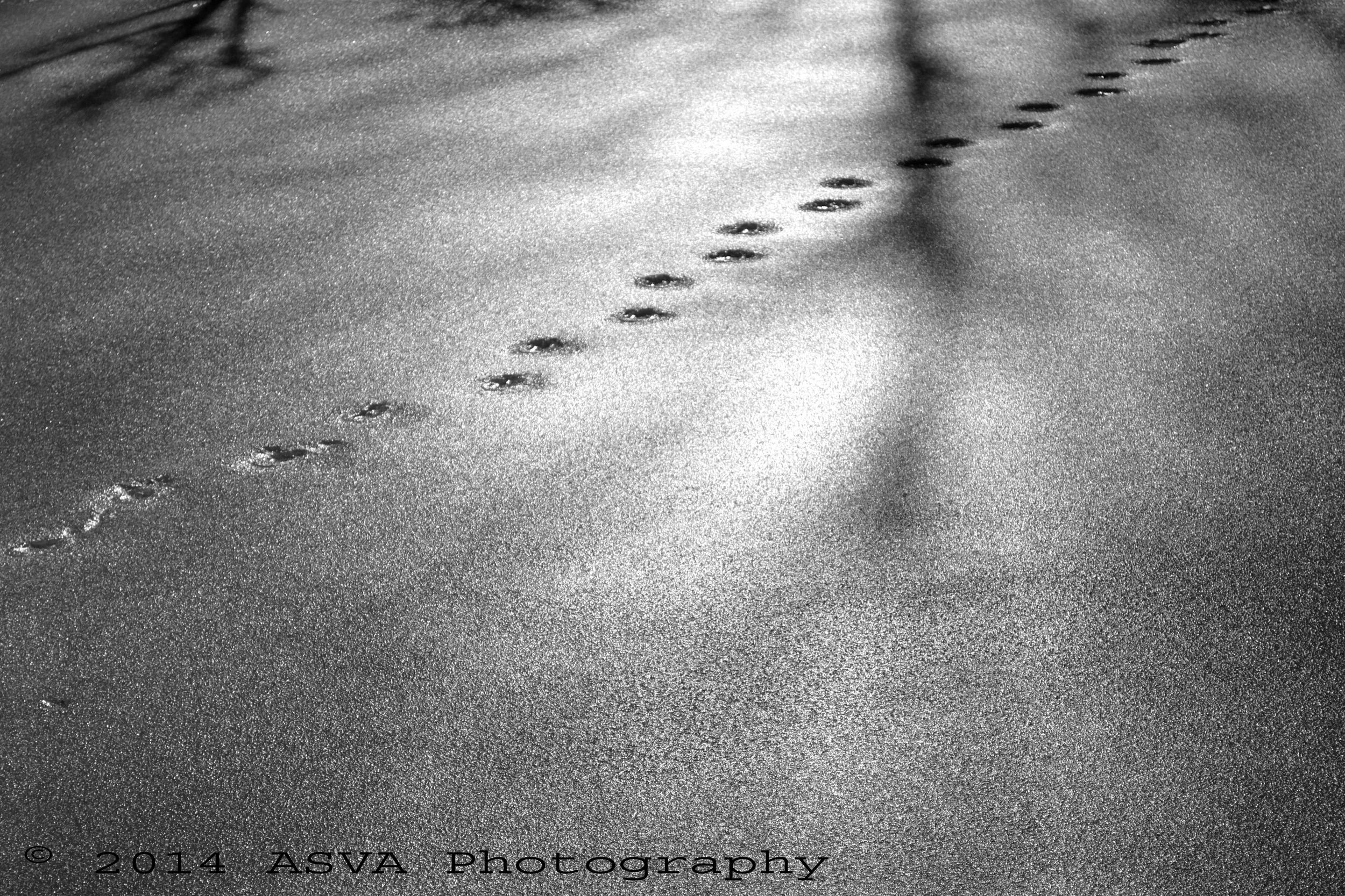paw prints_watermarked.jpg