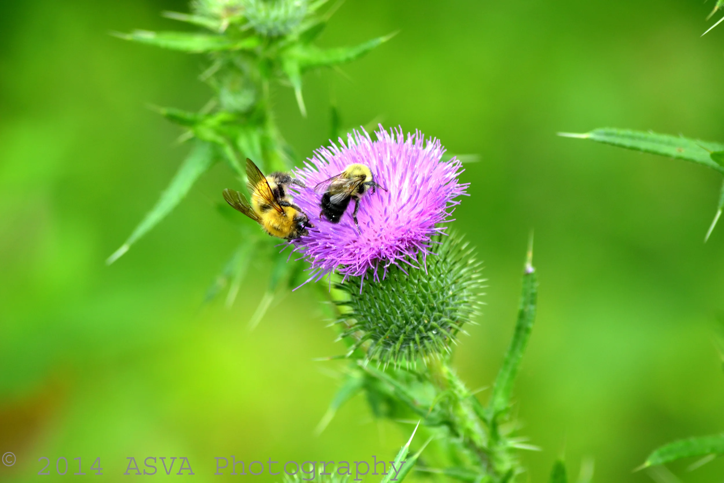 bees on clover watermarked.jpg