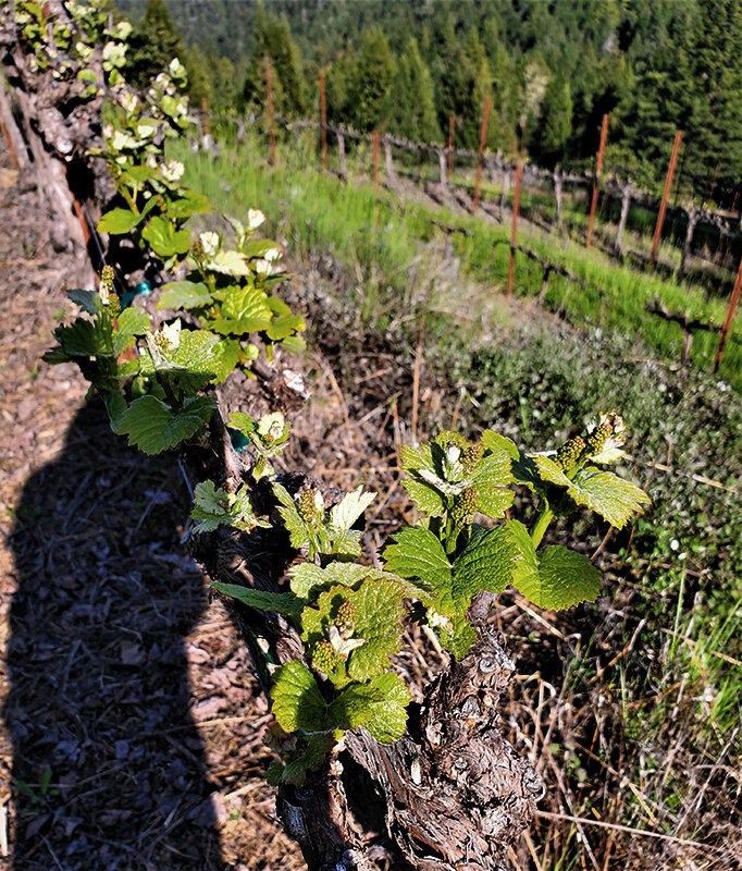 pinot-noir-baby-grapes.jpg