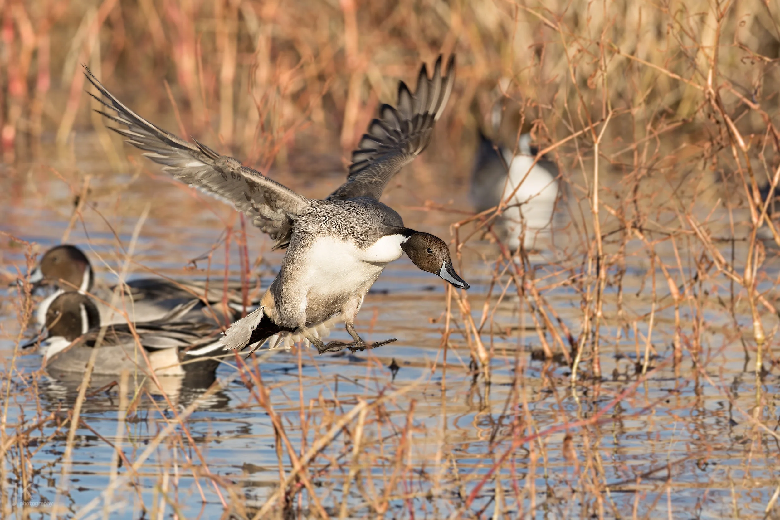Male Northern Pintail landing in a marsh at the Bosque del Apache.