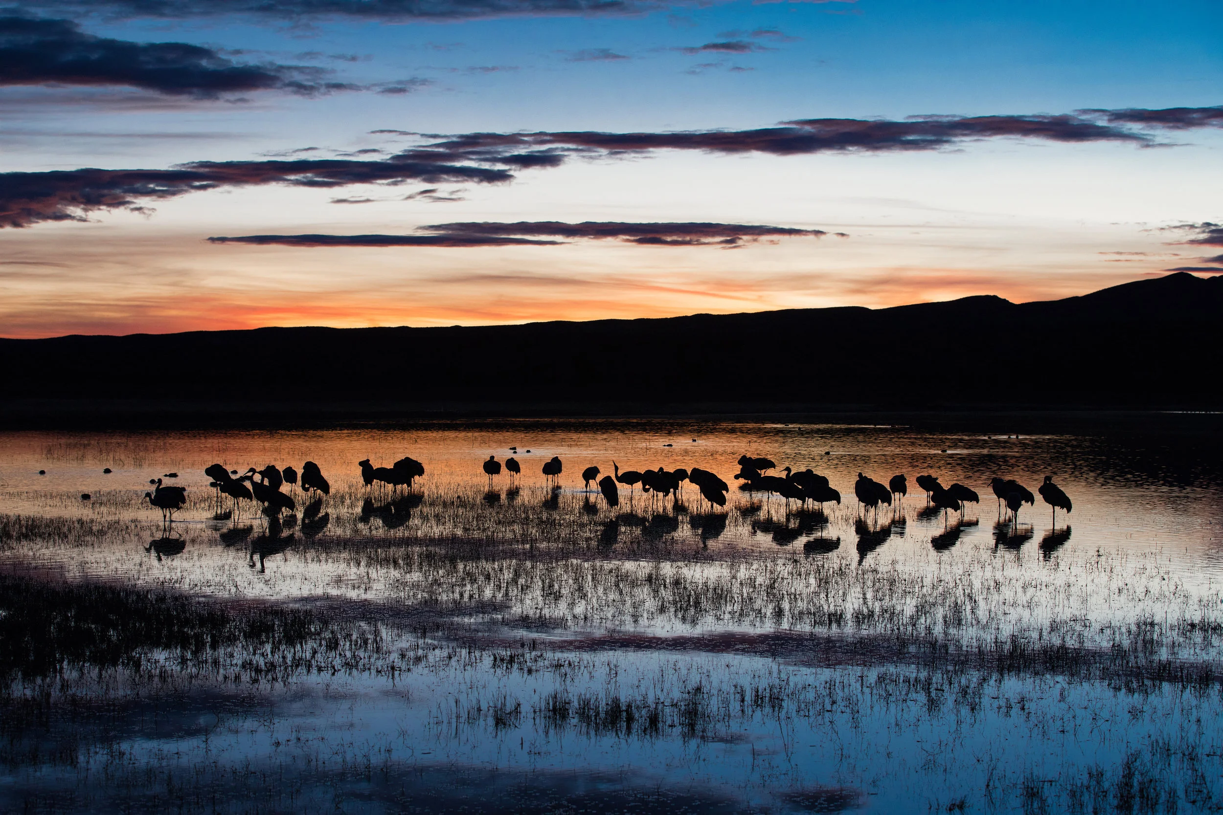 XV — Sunset at the Bosque del Apache