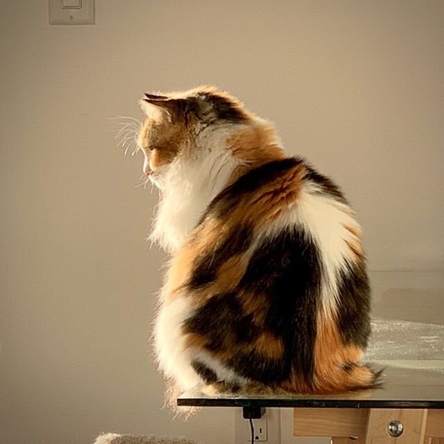 Bella in the sunrise light.
