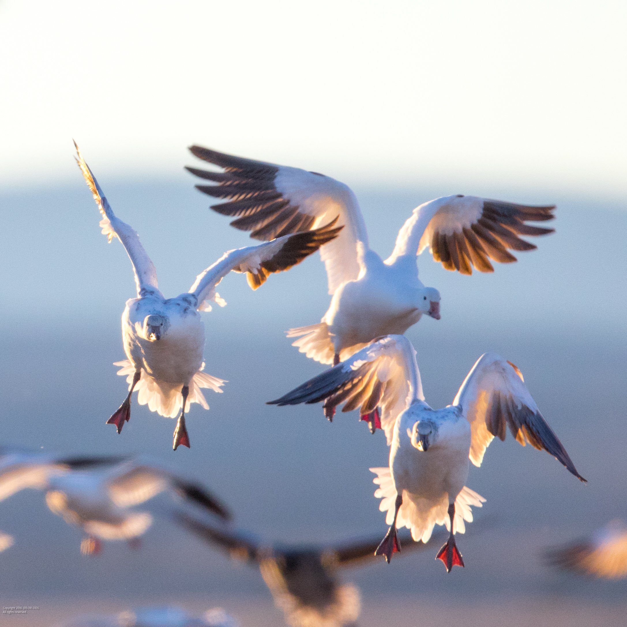 39 / Snow geese landing at the Bernardo Wildlife Area, New Mexico