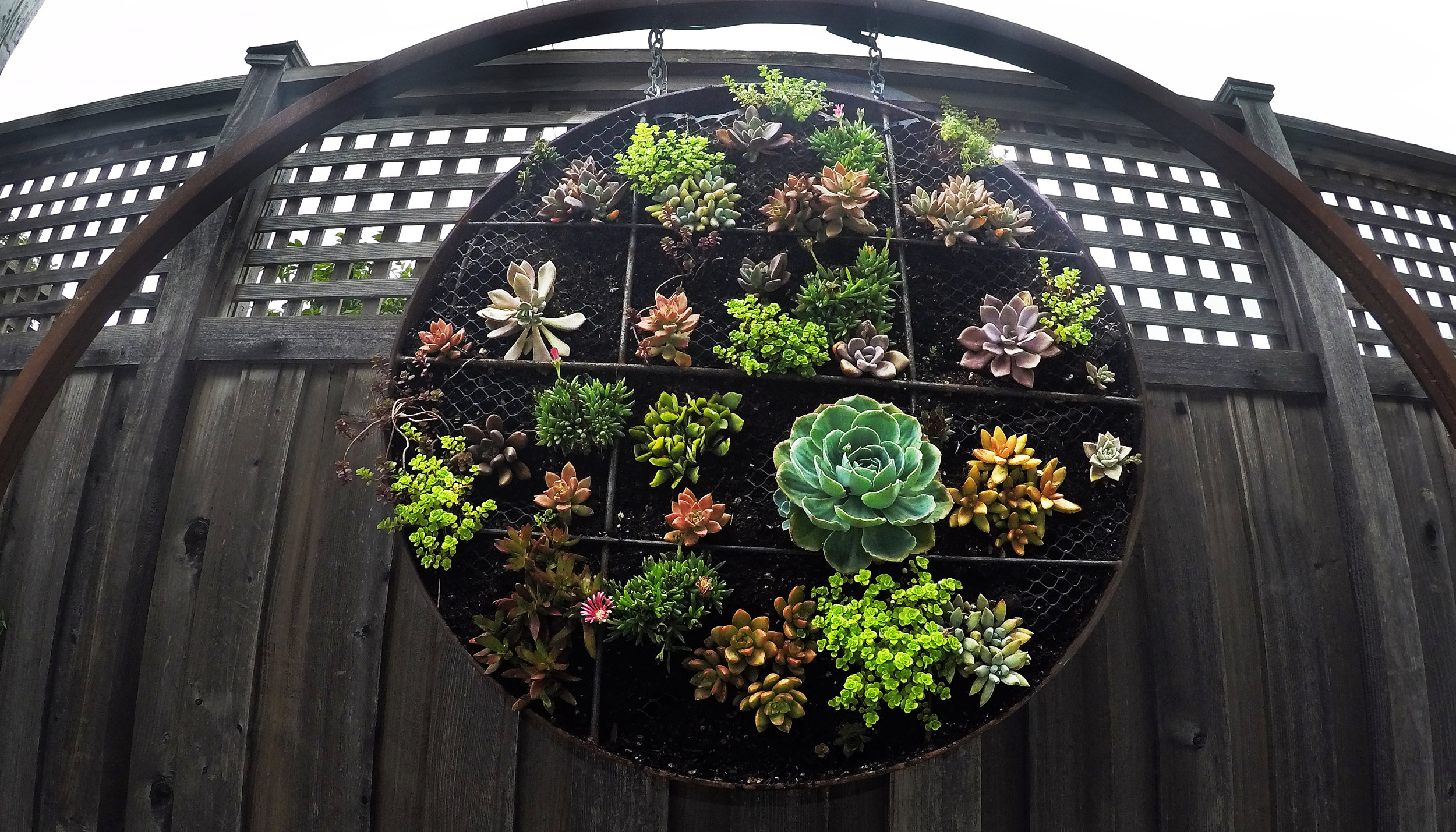 SUCCULENTS copy.jpg