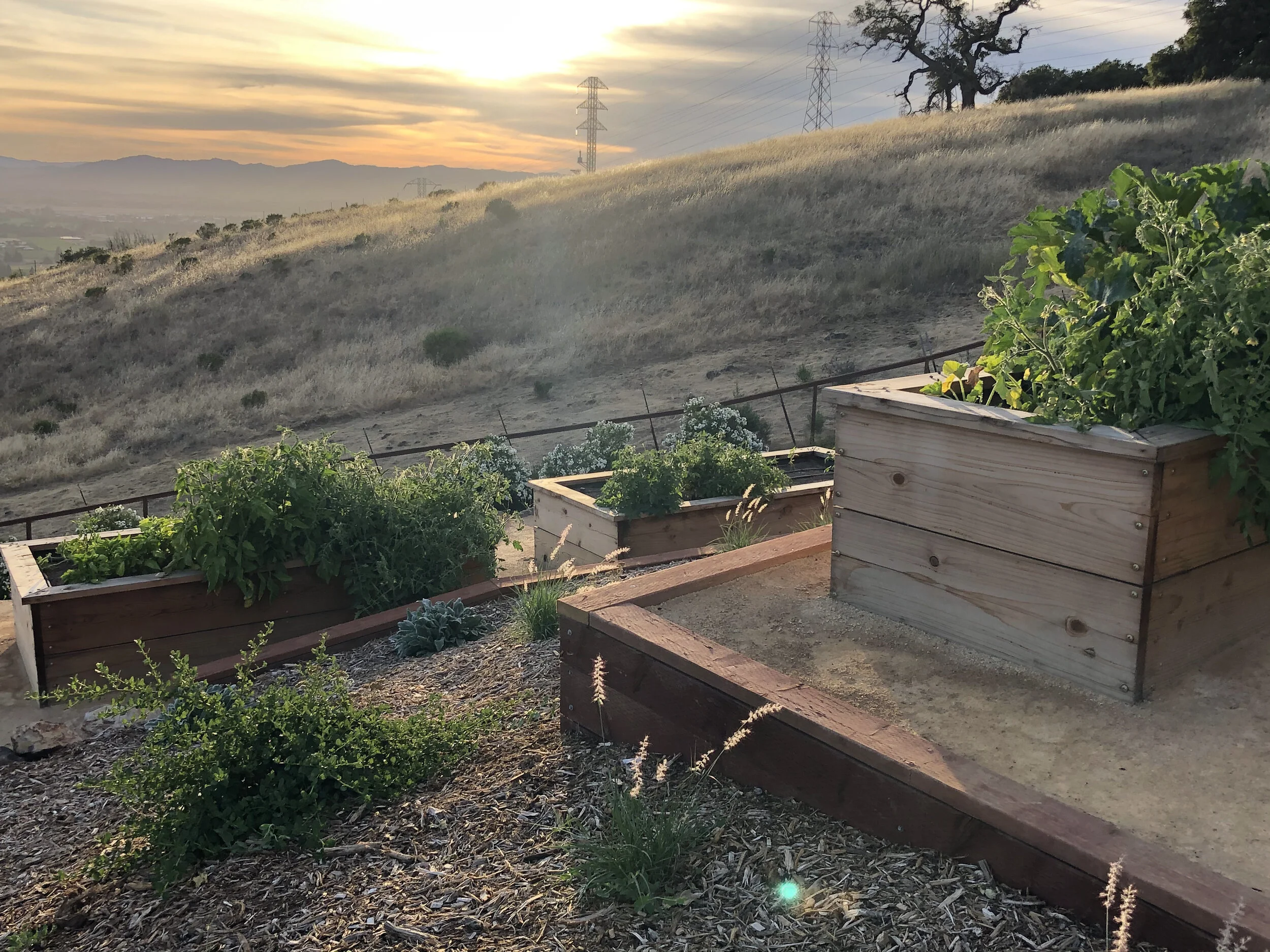 veggie beds.jpg