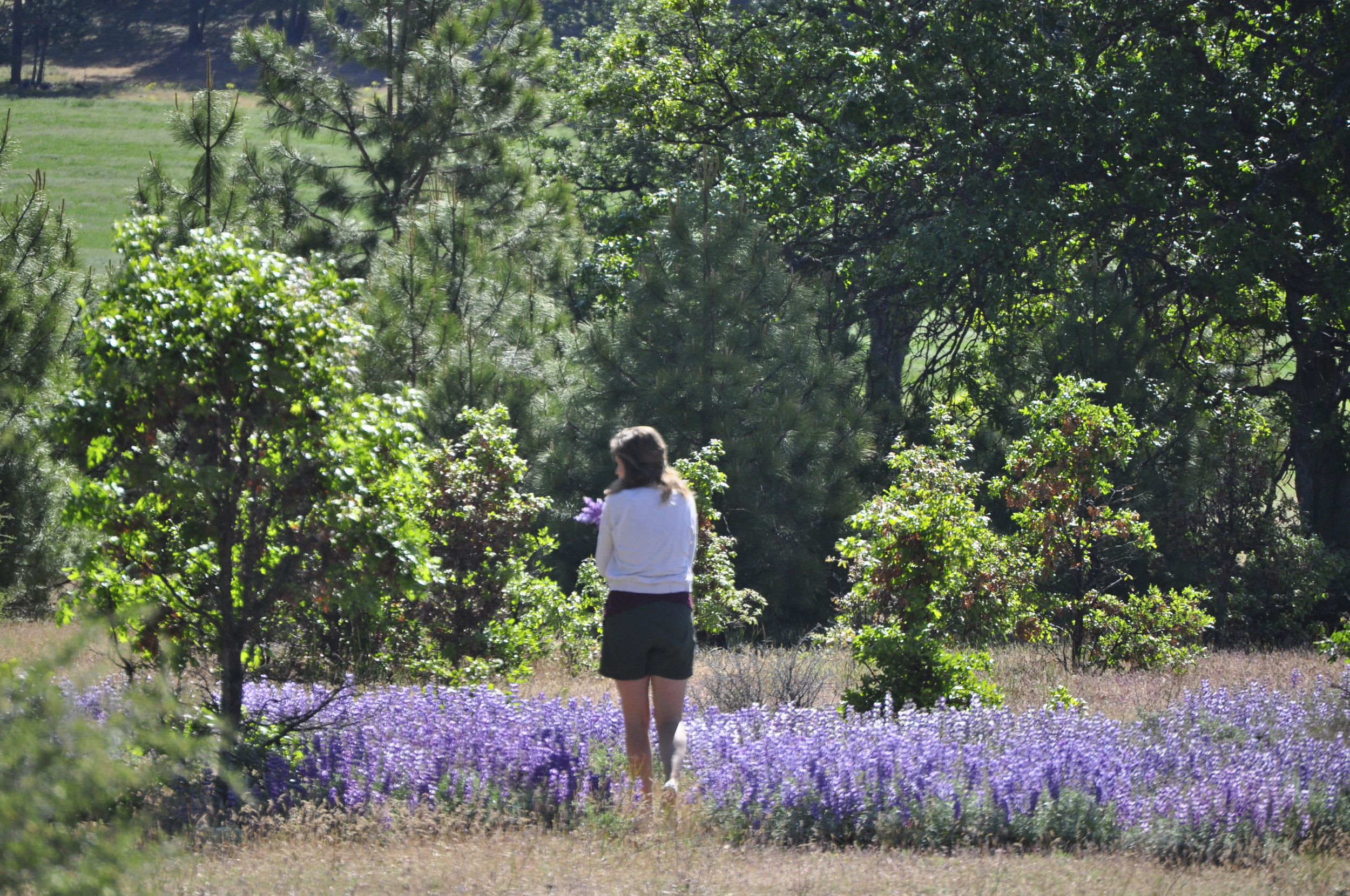 Flower field.JPG