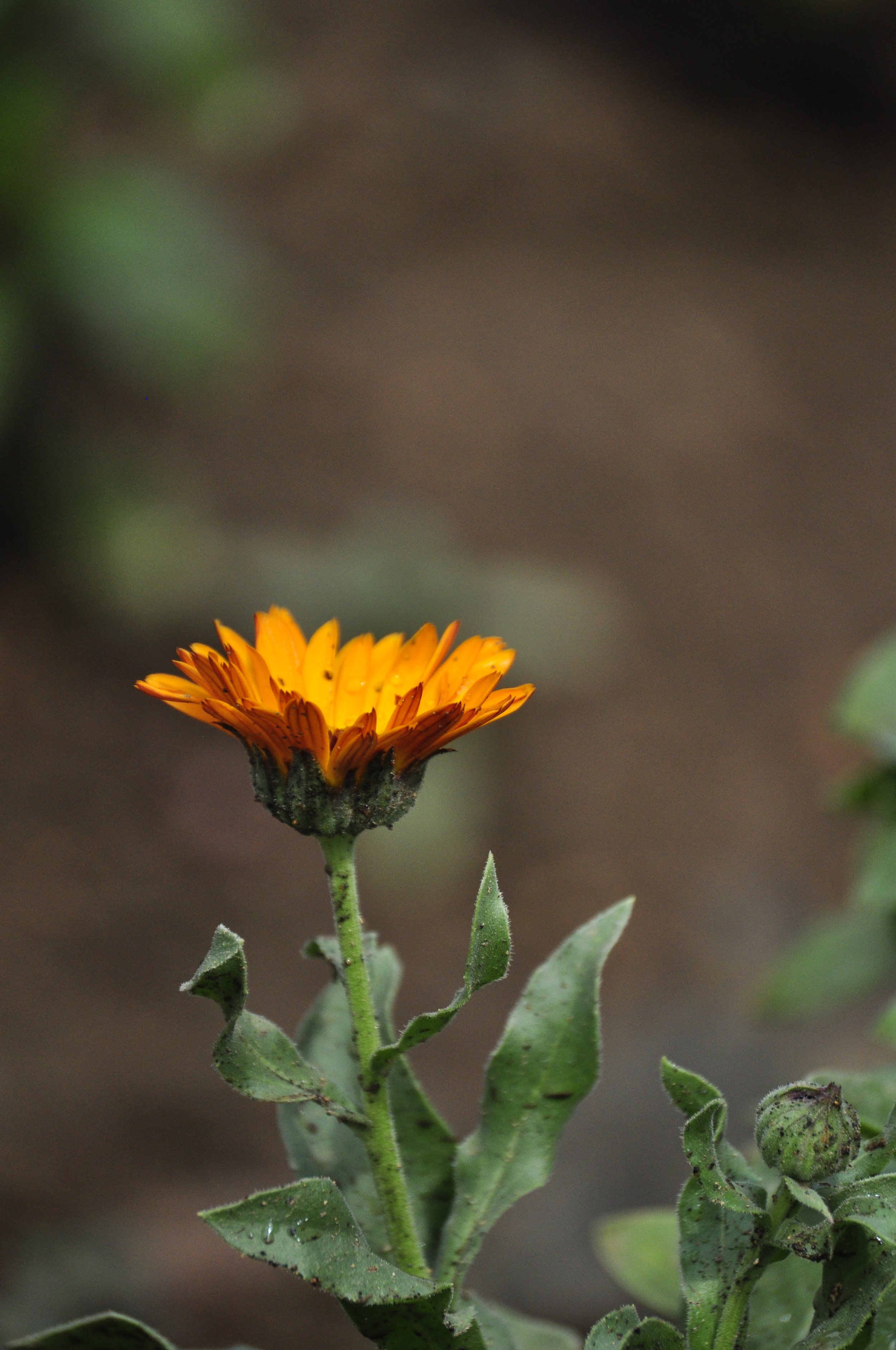 calendula.JPG