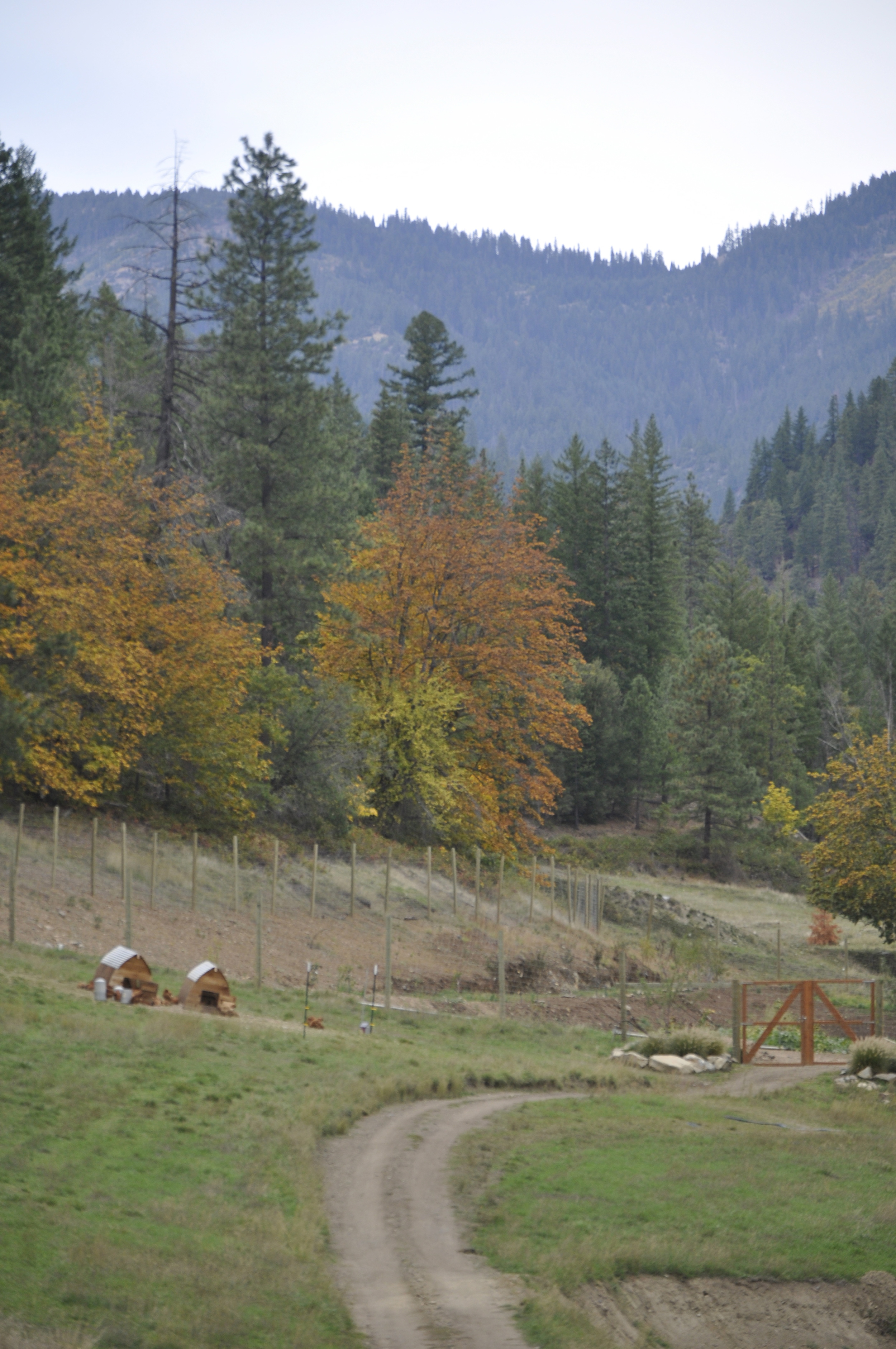 Path down to the garden. Chickens being raised for the chef in the lodge are on the left. To keep predators like bears and mountain lions out at night, we used two strands of electric wire that were placed high enough off the ground so the chickens could range freely during the day