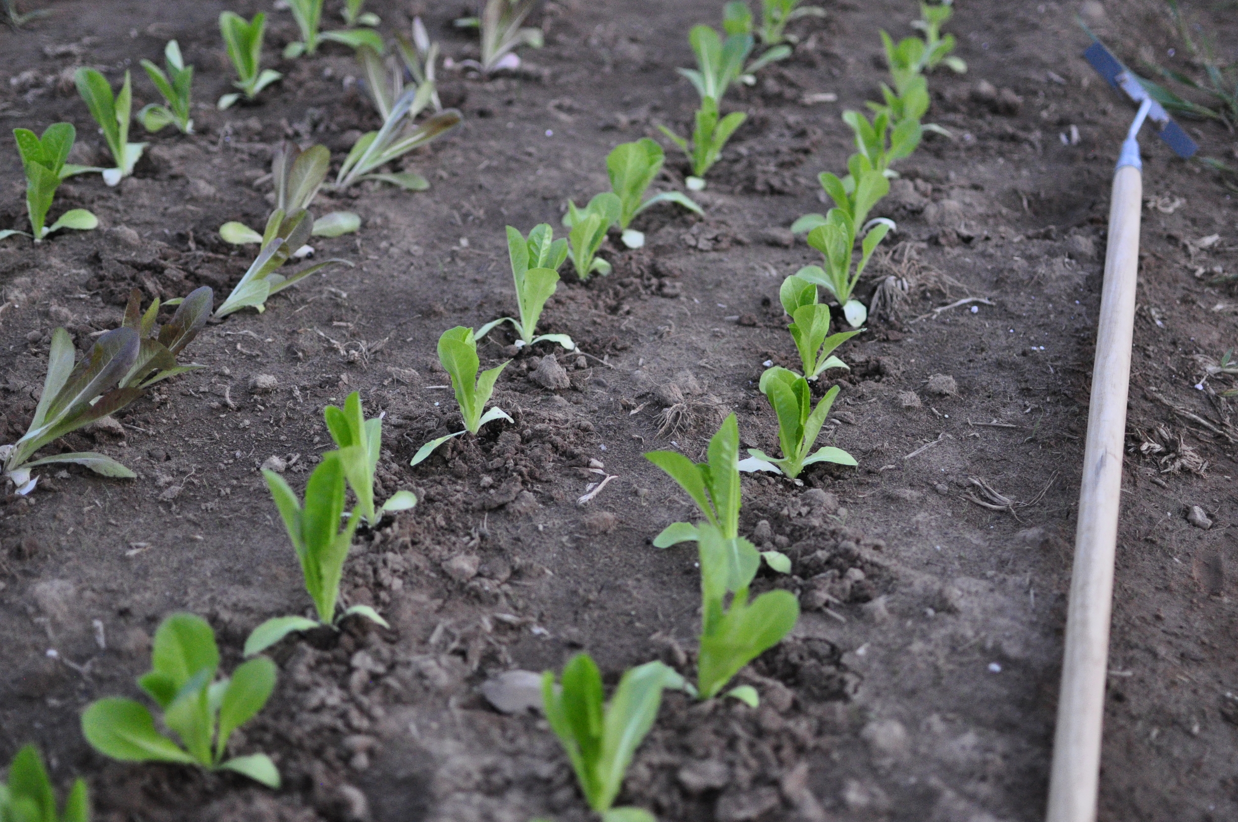 Lettuces right after transplanting out.