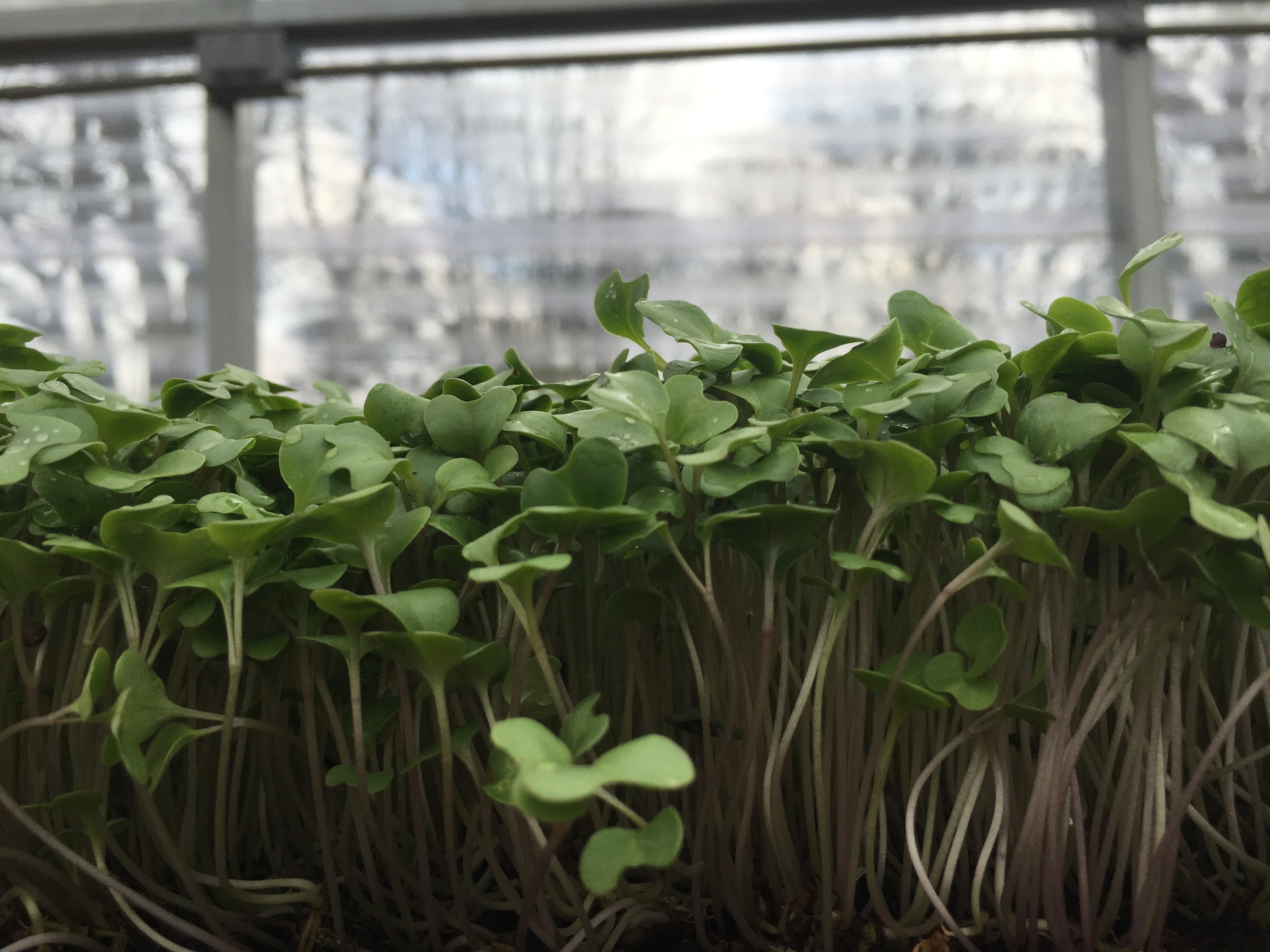 Broccoli Microgreens