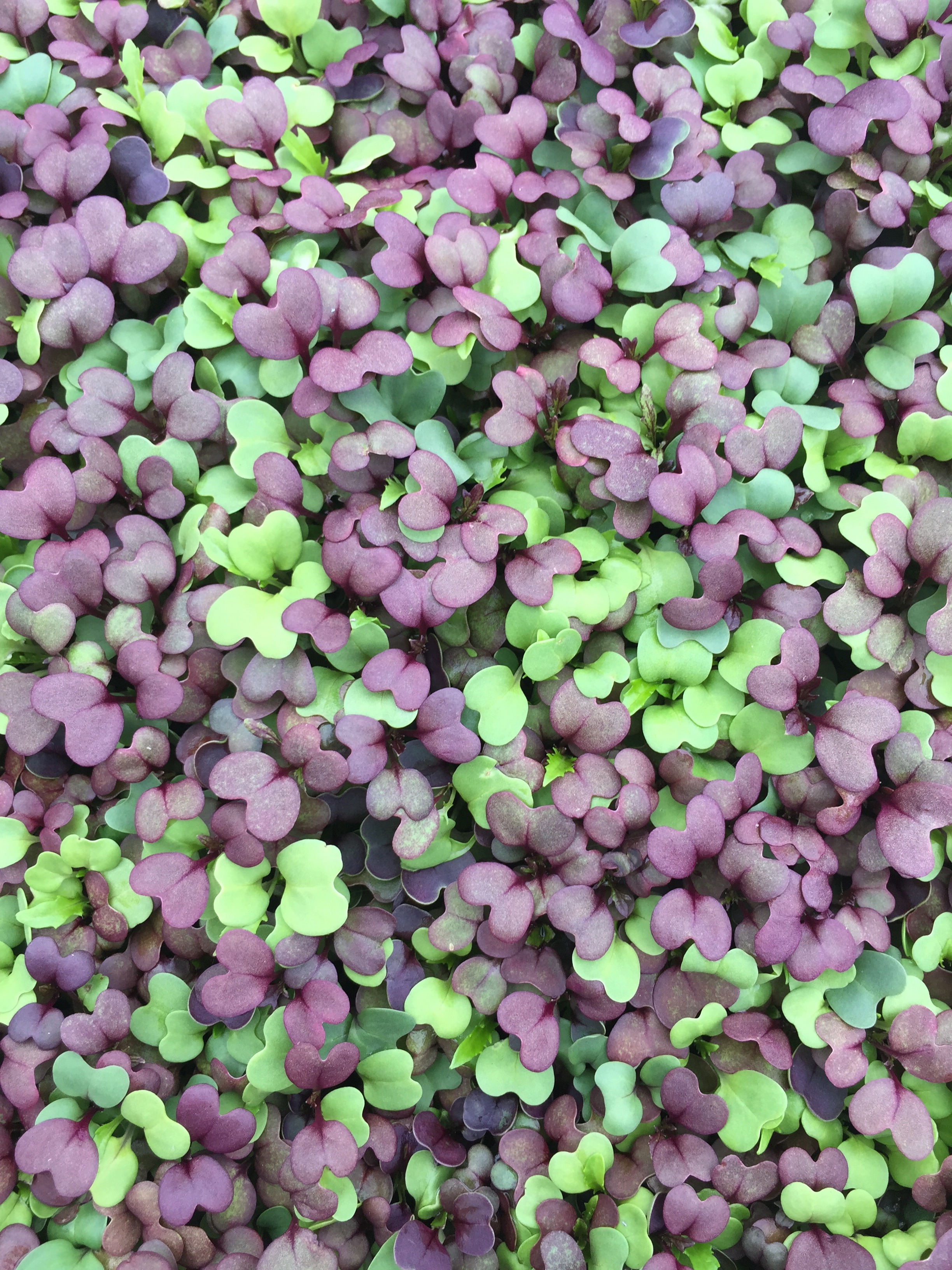 Overhead view of our spicy asian mix