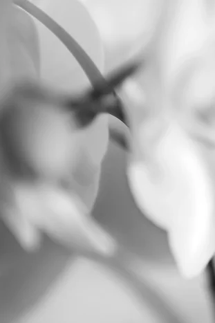 Image No.4456.BW