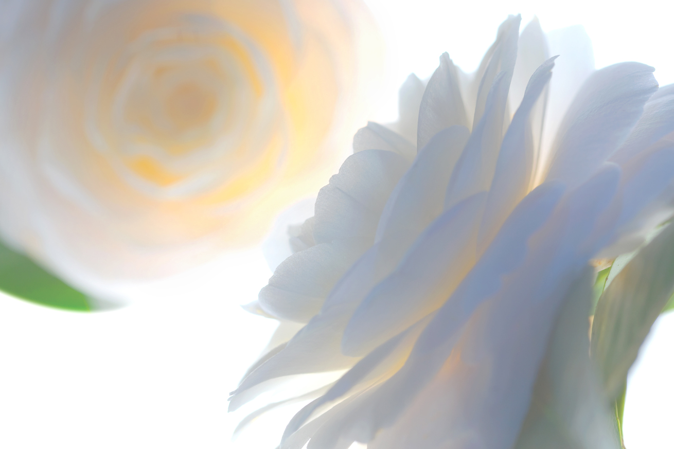 Translucent Camellia No. B5130.1.4HDR2