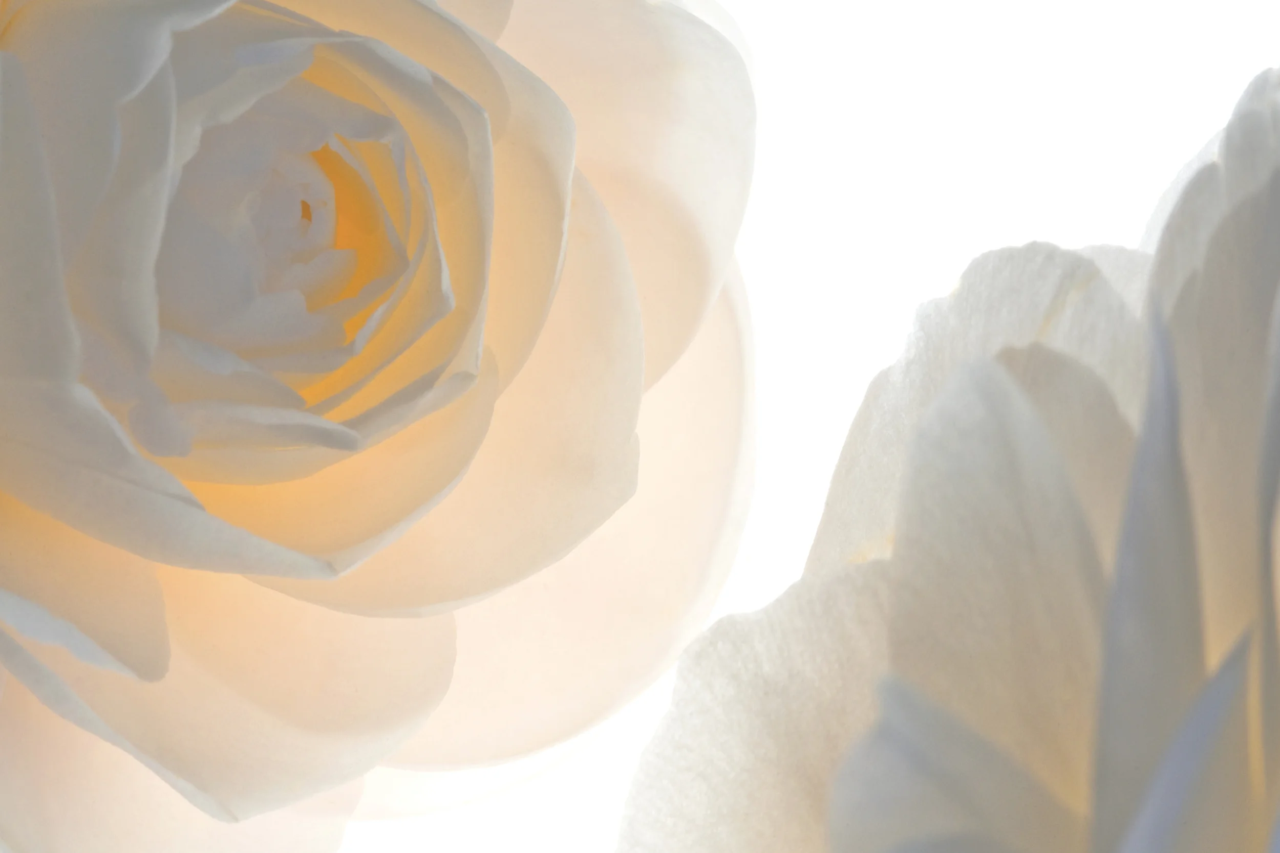 Translucent Peach Camellia No. B5154
