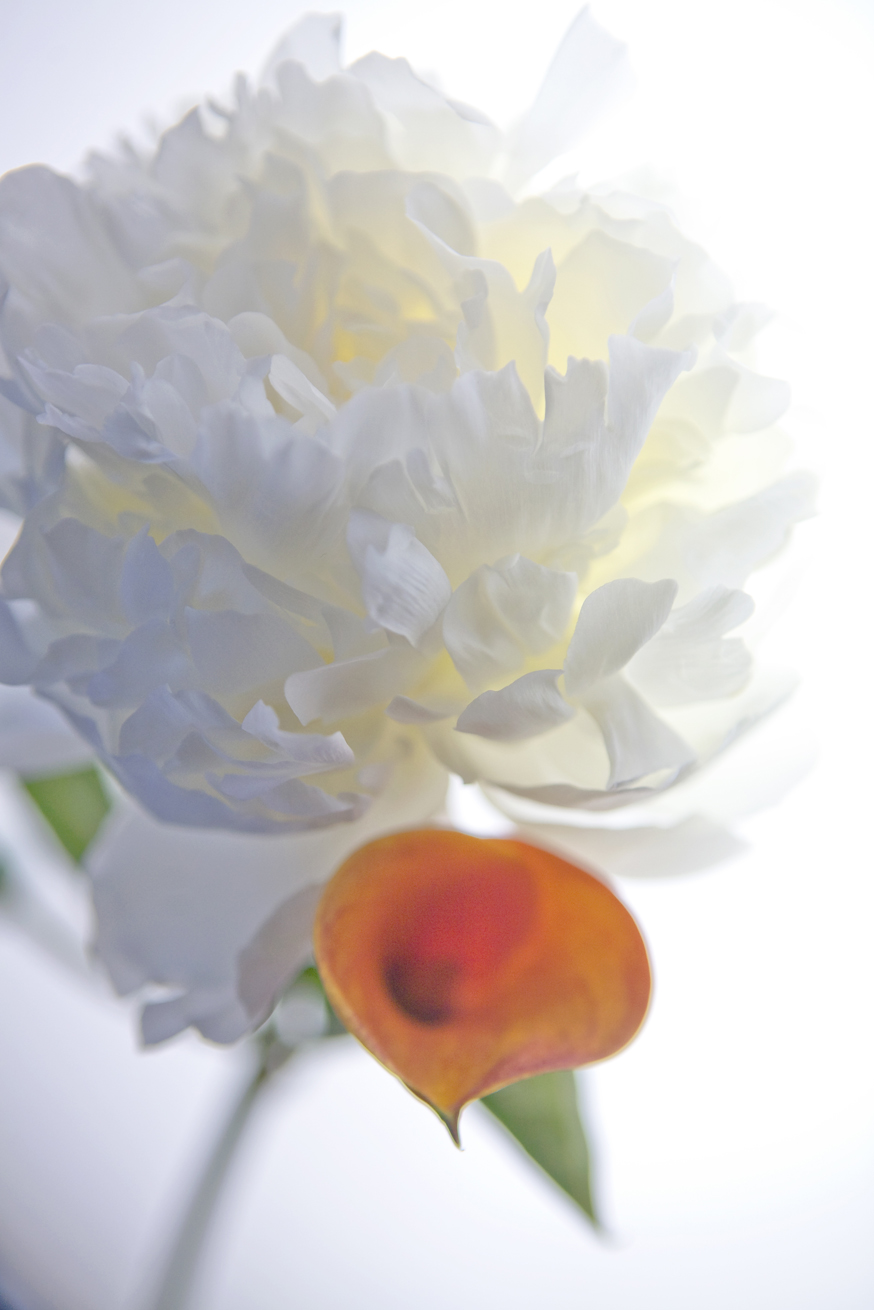 Peony & Red Orange Iris No. B5024