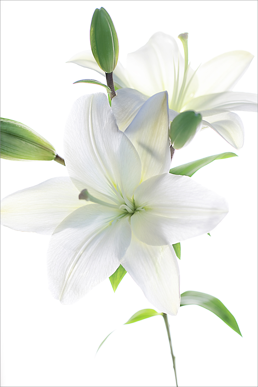   Asiatic Lilly &nbsp;  No.  B5460     