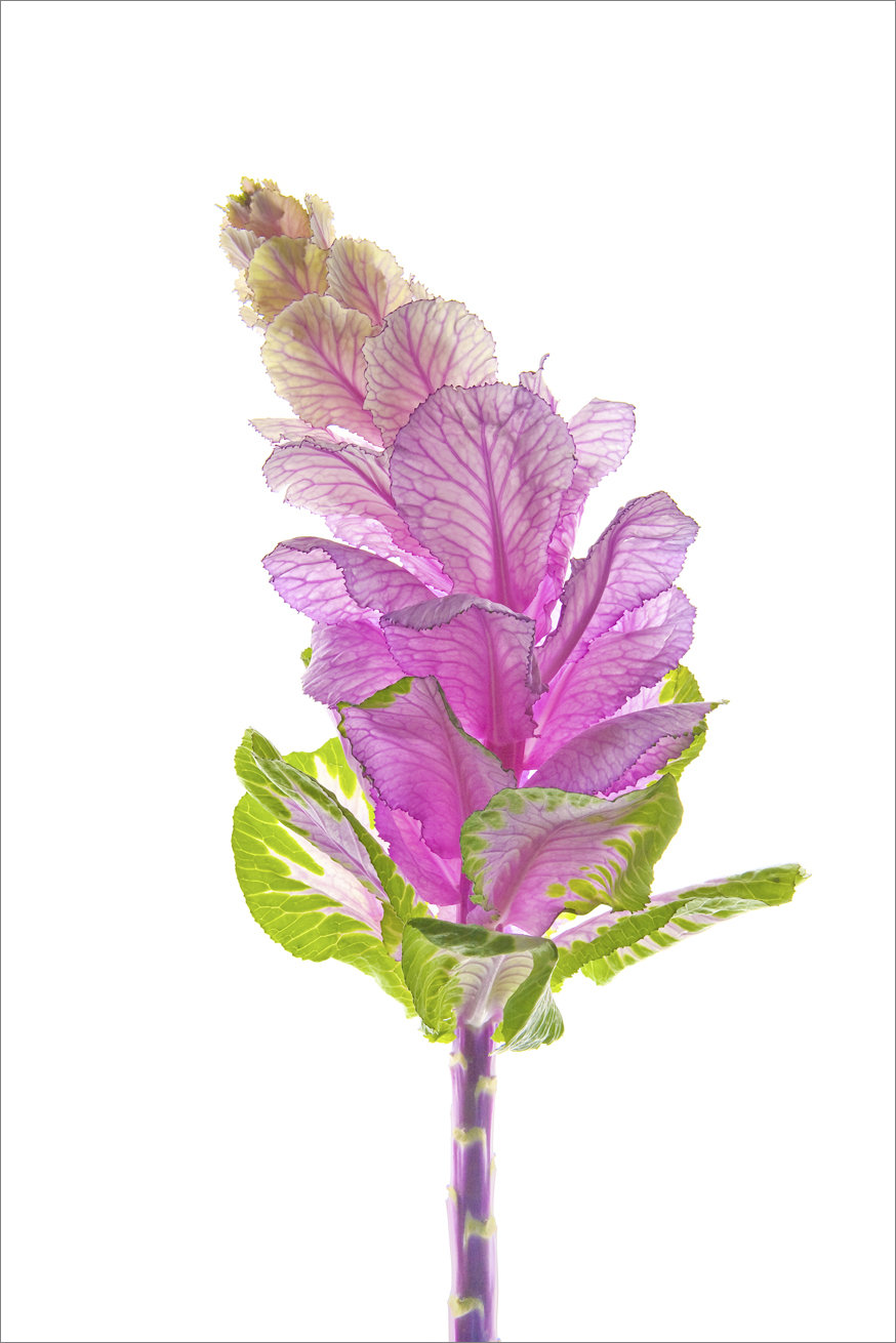   Ornamental Cabbage &nbsp;  No.B6117     