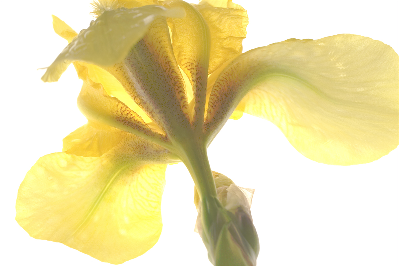   Daffodil &nbsp;  No.  B3432.33.34a     