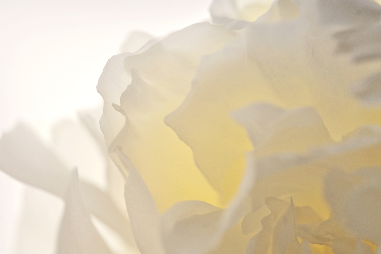 Peony No.B4979