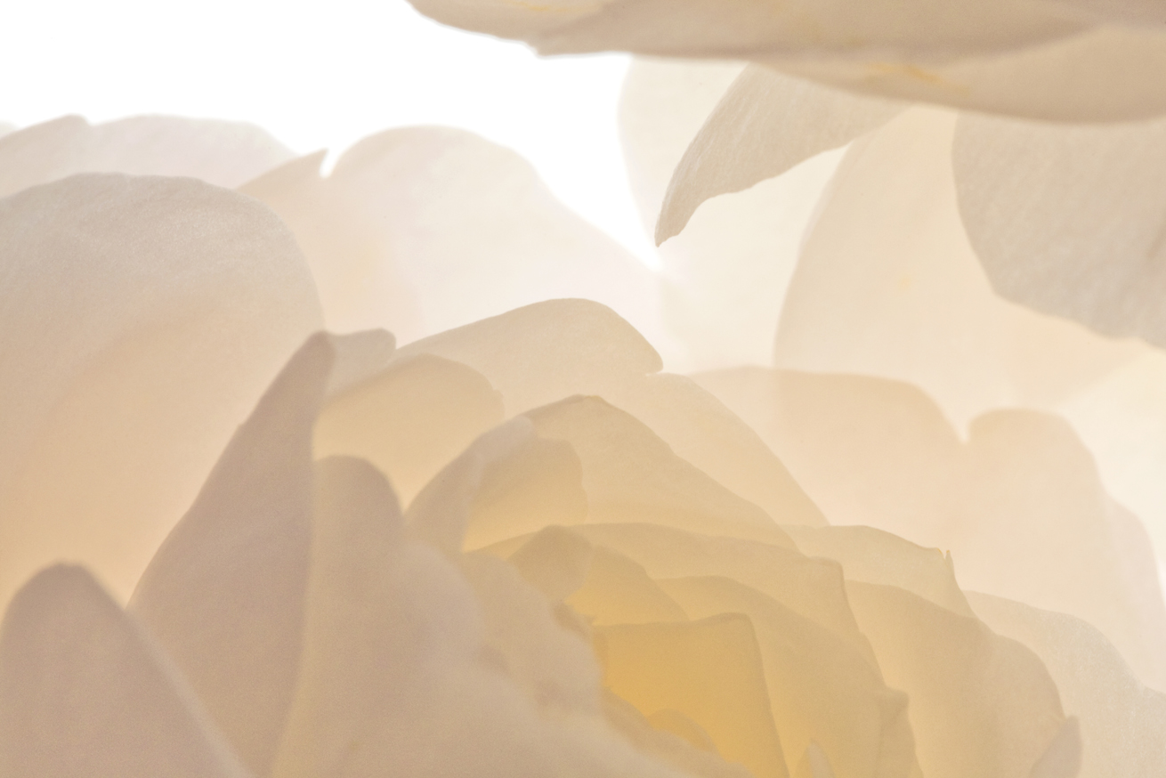 Peony No.B5181