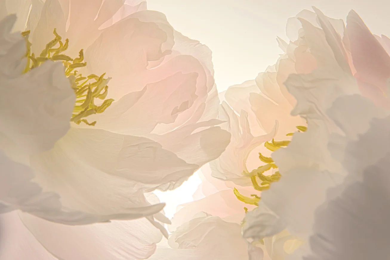 Peony No.B7276-79HDR2