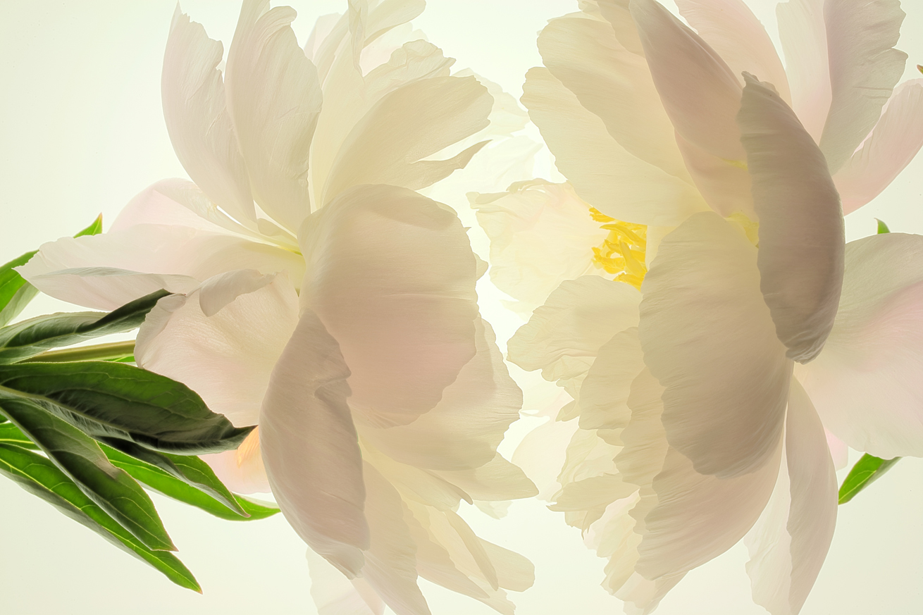  Peony &nbsp;No.B7391-97HDR2 