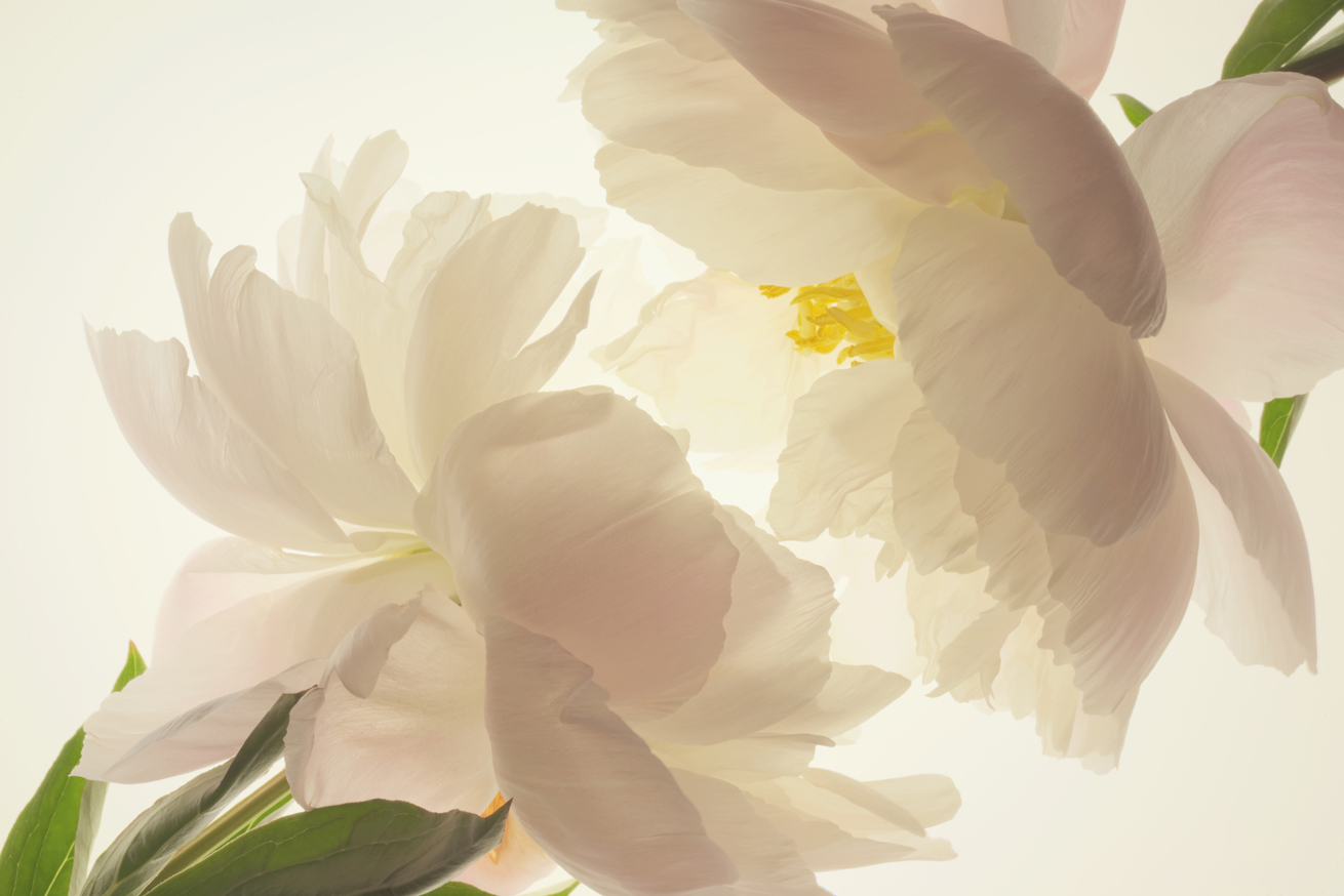  Peony &nbsp;No.B7400-04HDR2 