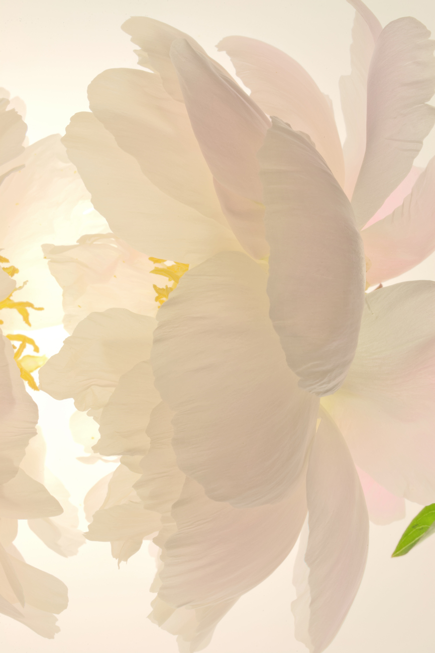Peony No.B7428a-32HDR2