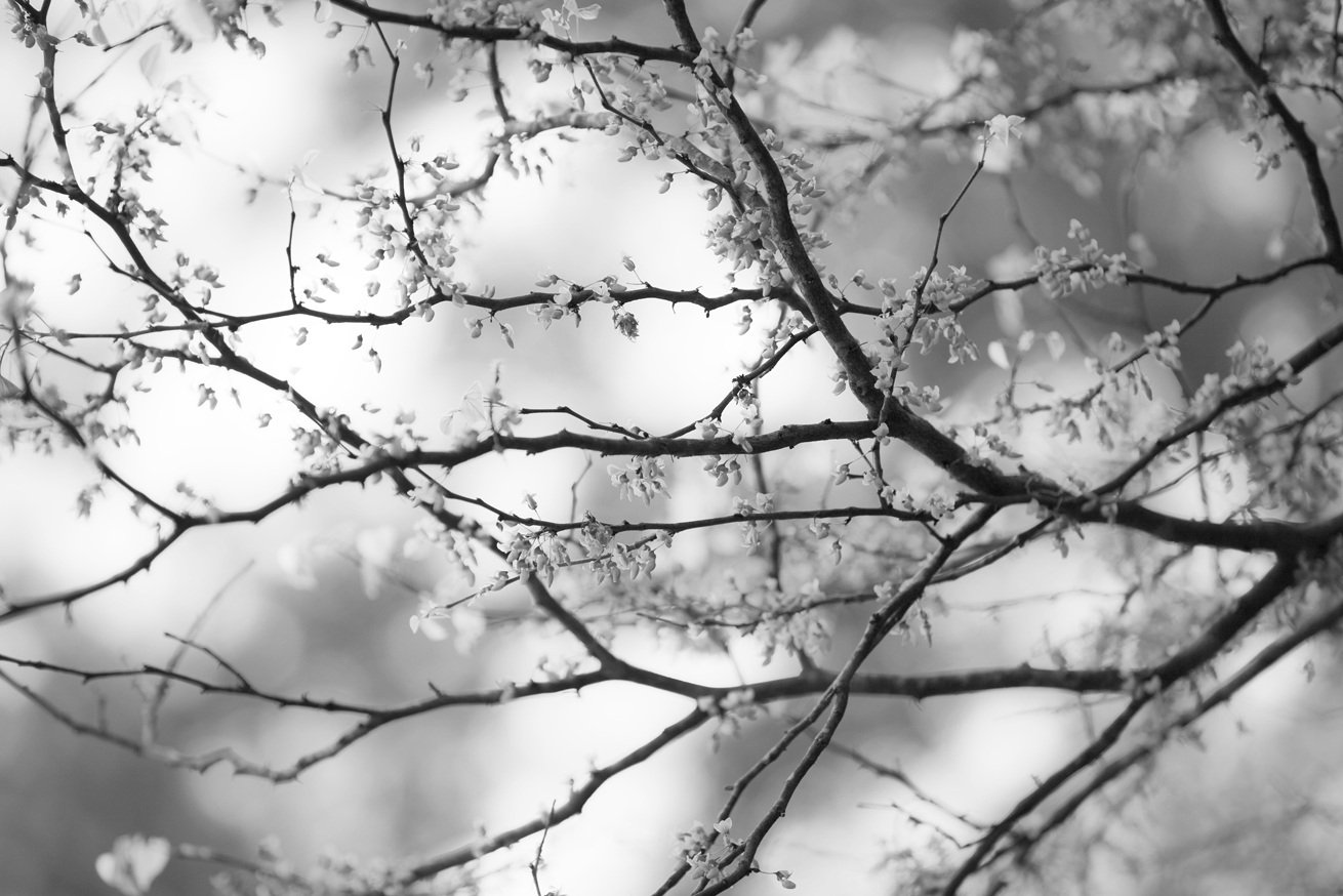 Image No.B6326a.BW