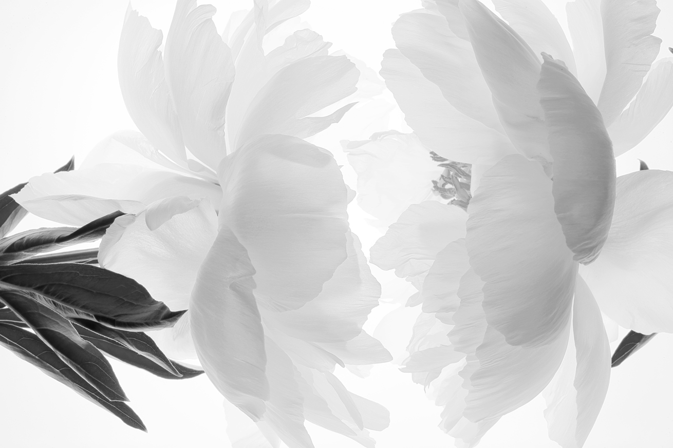 Peony No.B7391-97.HDR2.BW