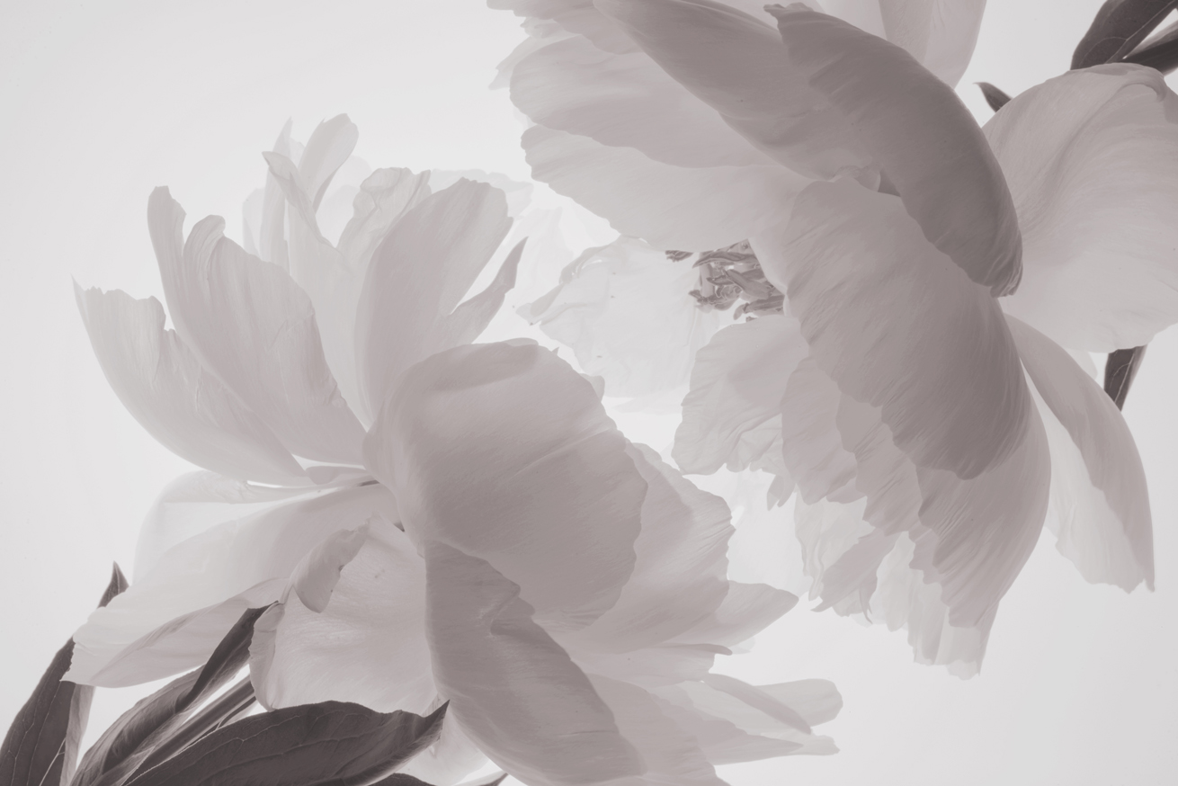 Peony No.B7400-04HDR2.BW