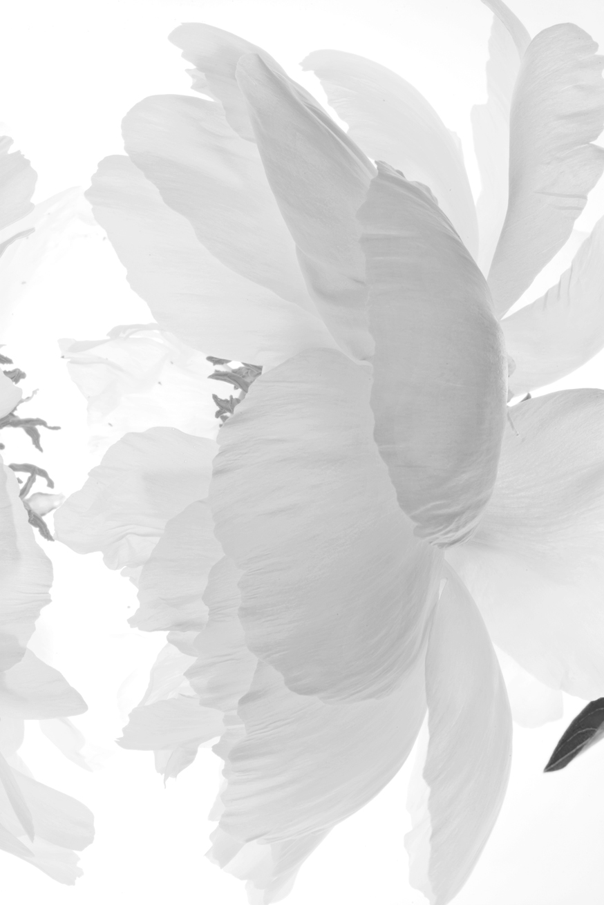 Peony No.B7428a-32.HDR2.BW