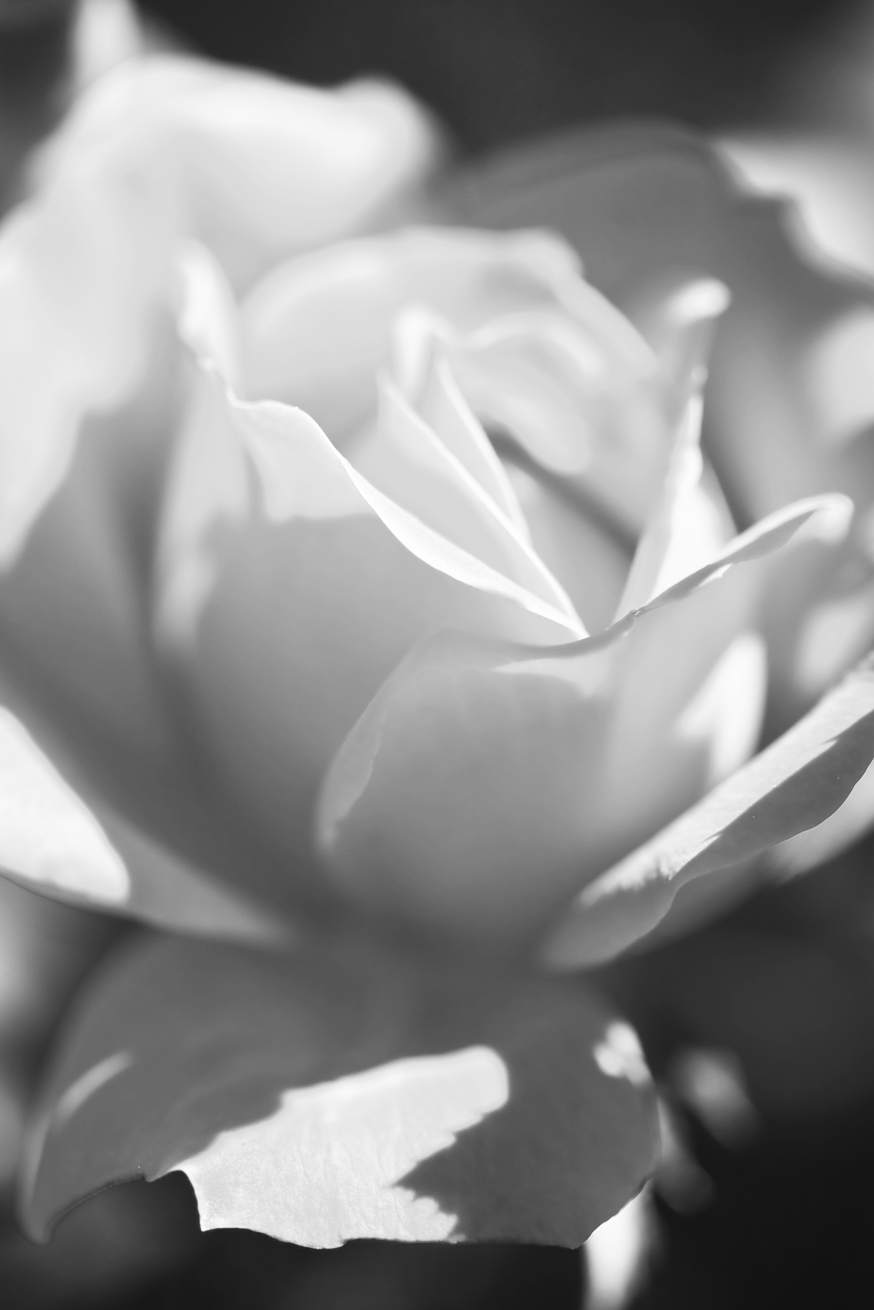 7993S.BW.Smart.jpg